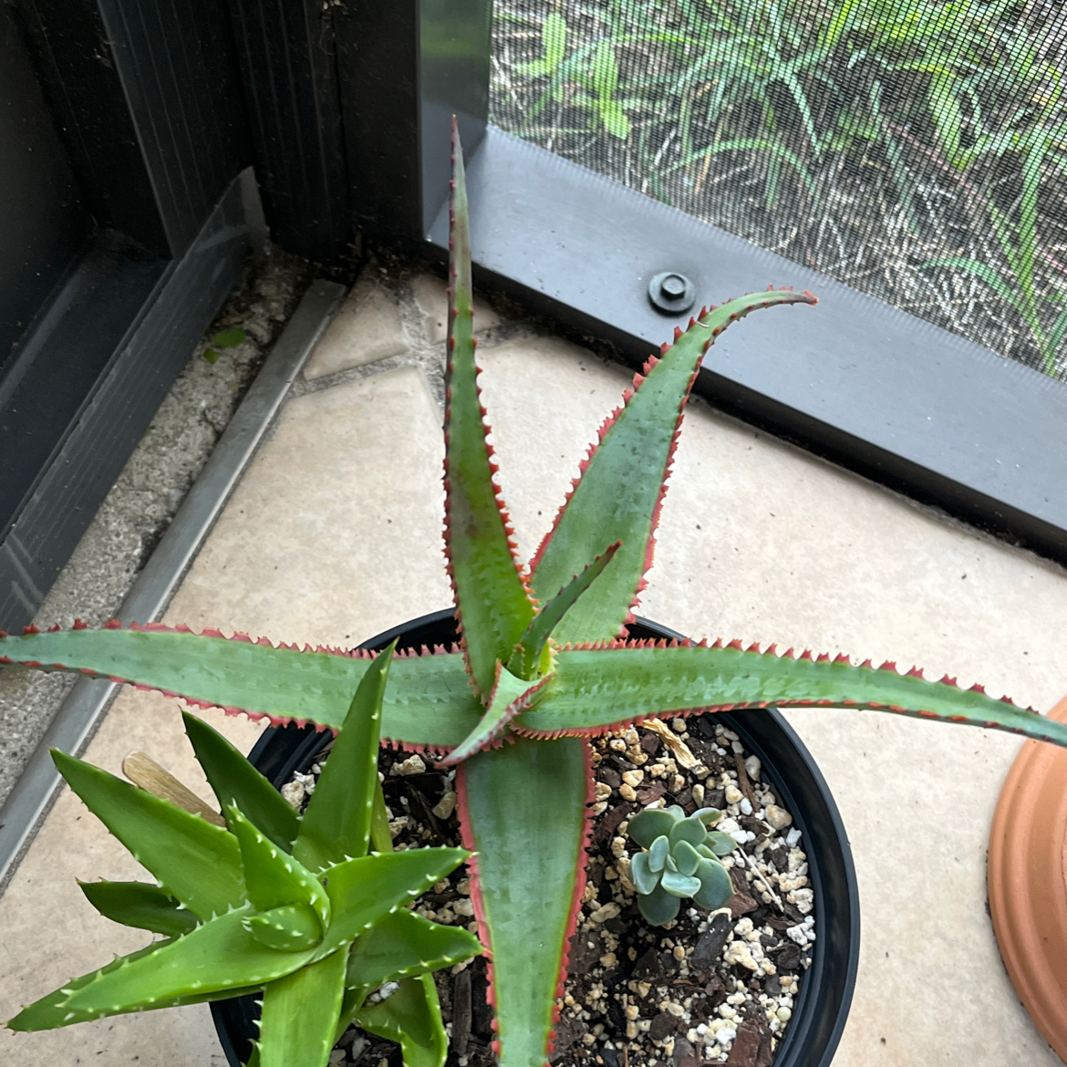 Aloe 'Swordfish' plant in a pot with distinct serrated edges and red margins.