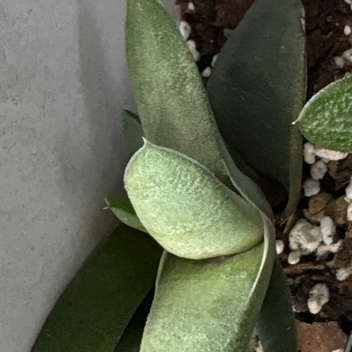 Photo of the plant species Kouga Gasteria by @ClubbyRutabaga named James Dean on Greg, the plant care app