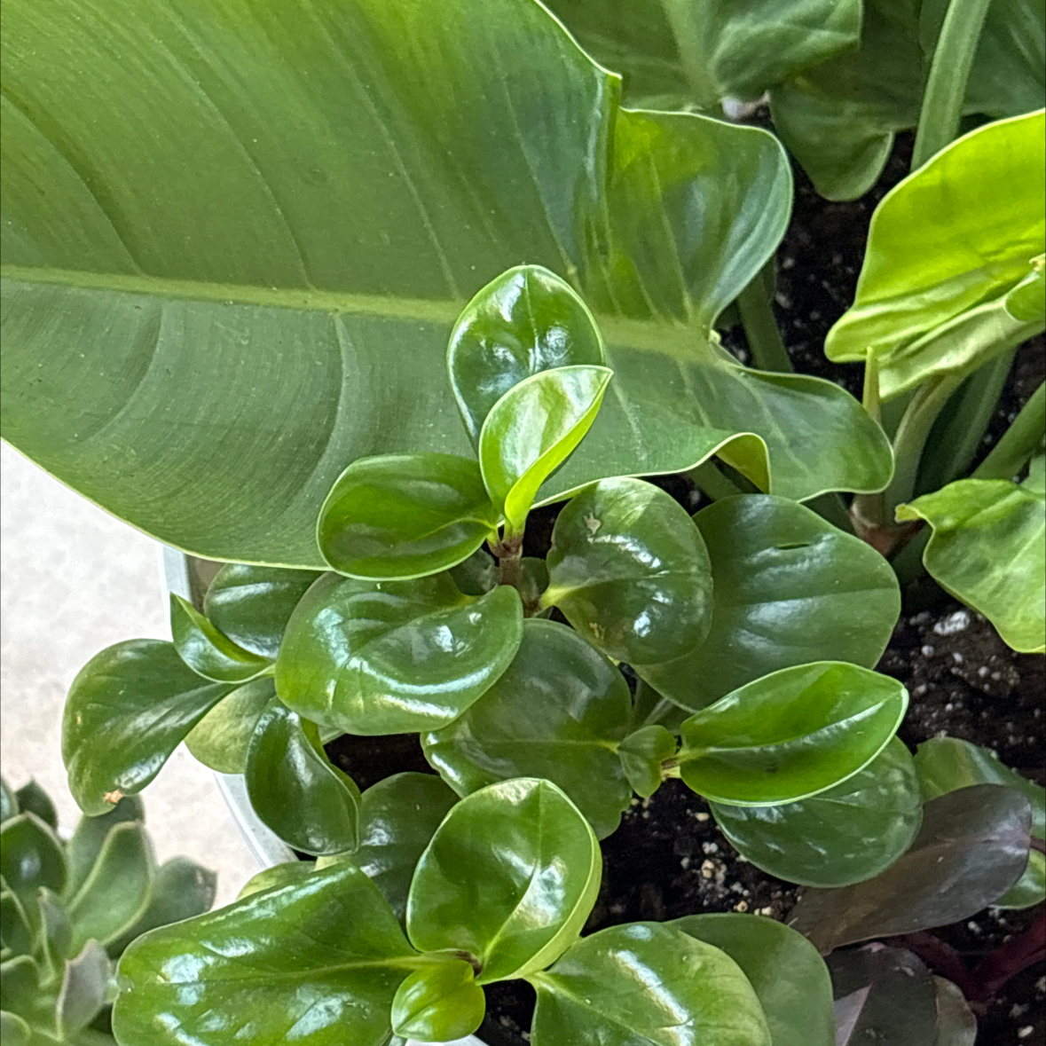 Photo of the plant species Pepperomia by @ClubbyRutabaga named Naomi on Greg, the plant care app