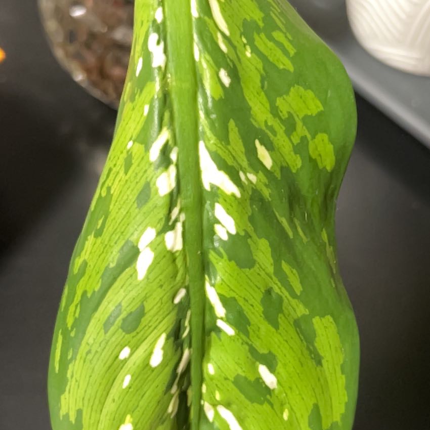 Photo of the plant species Diffenbachia Crocodile by @DaringCentaury named Diana on Greg, the plant care app