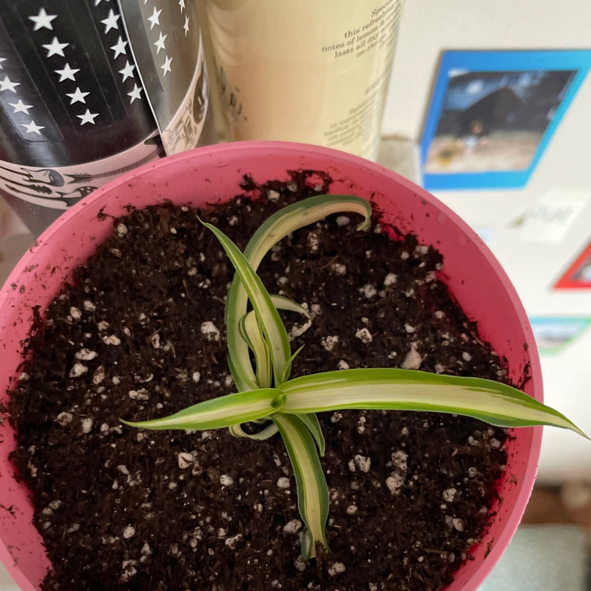 Young Curly Spider Plant in a pink pot with visible soil.