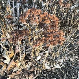 Photo of the plant species St. Catherine's Lace by @MeteoricSeaoats named Pax on Greg, the plant care app
