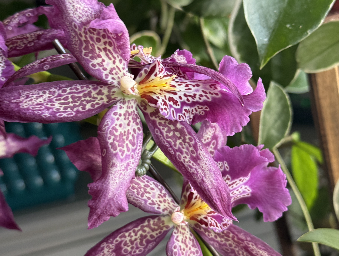Photo of the plant species Beallara Marfitch 'Howard's Dream' AM/AOS by @alia named Homer on Greg, the plant care app