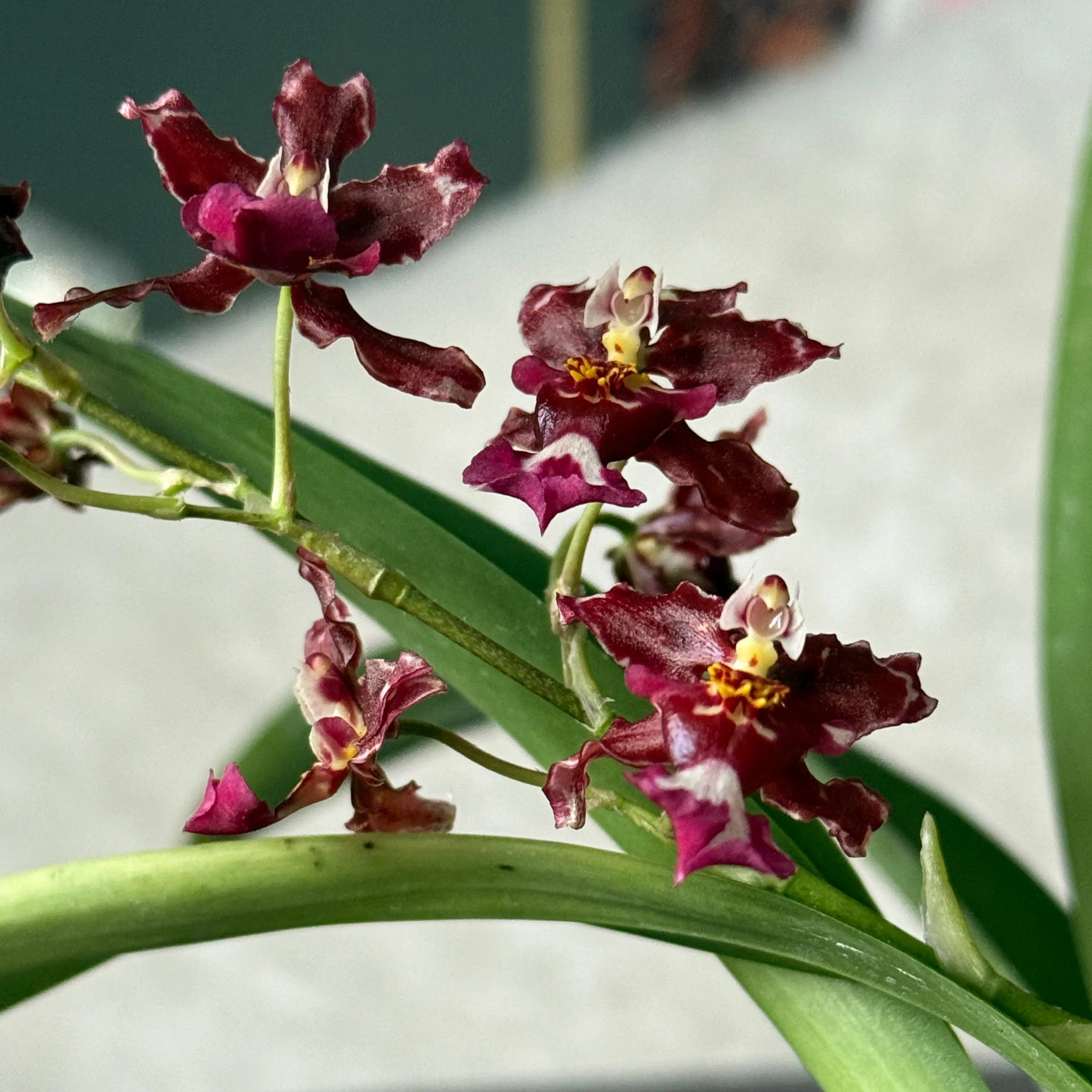 Photo of the plant species 'Fantasy' by @alia named Eva on Greg, the plant care app