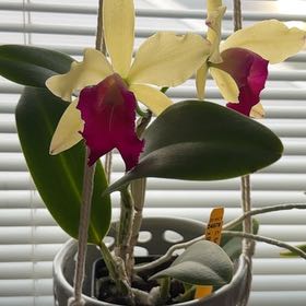 Photo of the plant species Cattleya Mericlone by @alia named Kylie on Greg, the plant care app