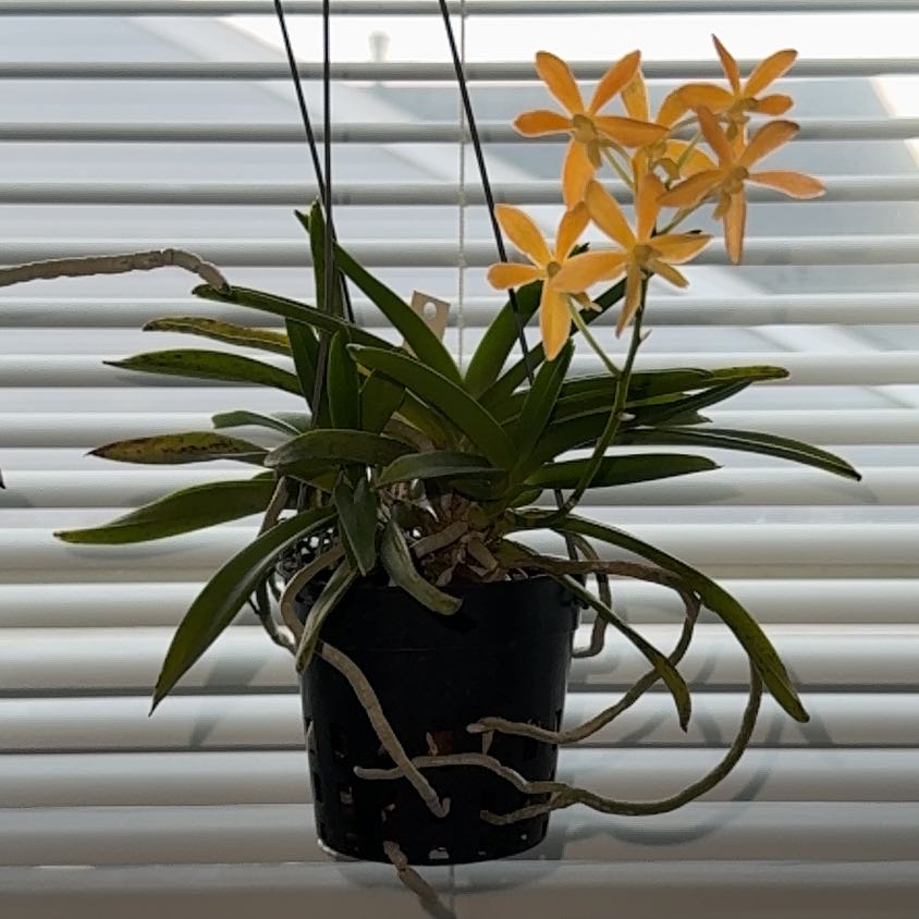 Photo of the plant species Vanda Twinkle by @alia named Star on Greg, the plant care app