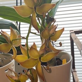 Plant care for Cycnodes 'Jumbo Micky' on Greg, the plant care app