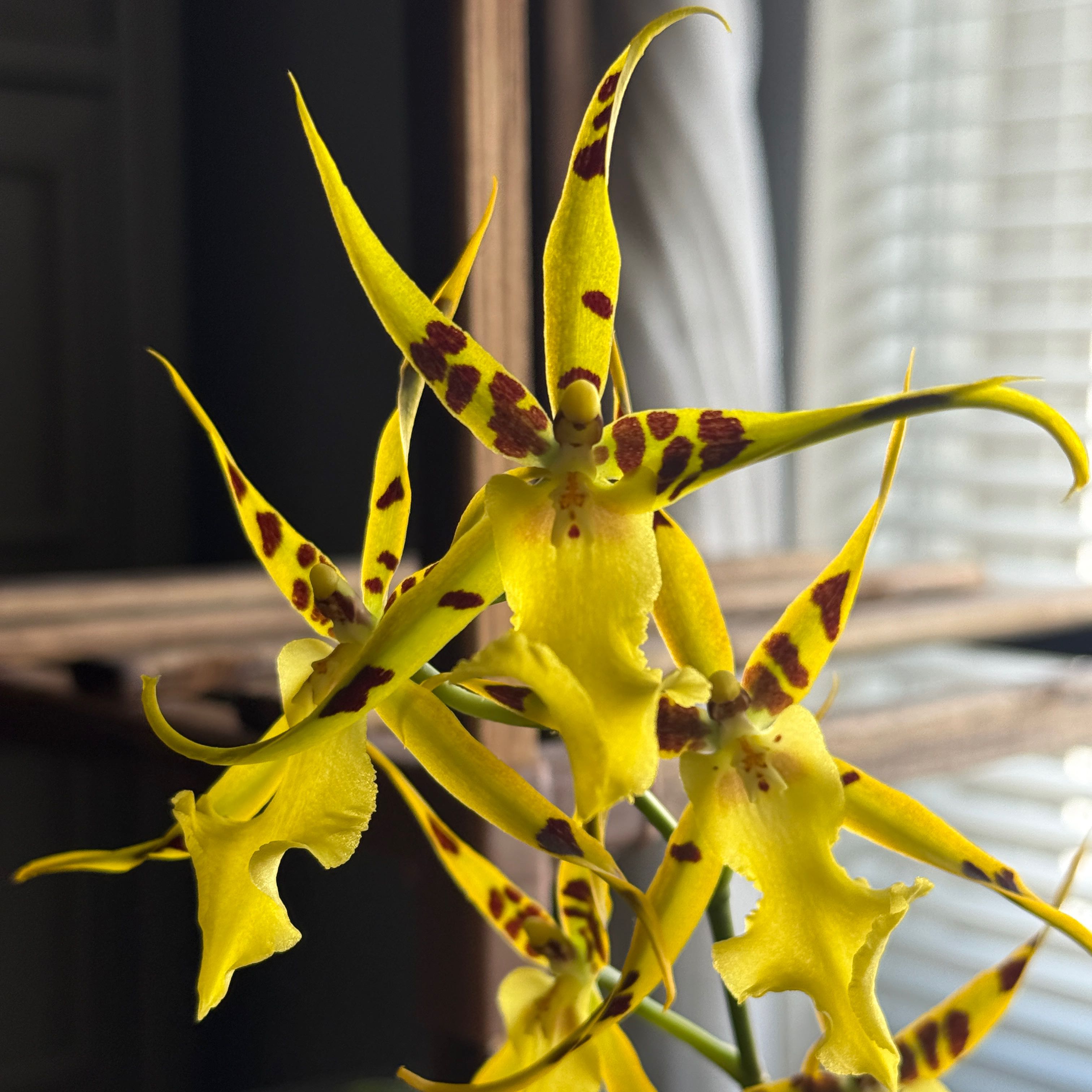Photo of the plant species Aliceara 'Butter Buds' by @alia named Sonora on Greg, the plant care app