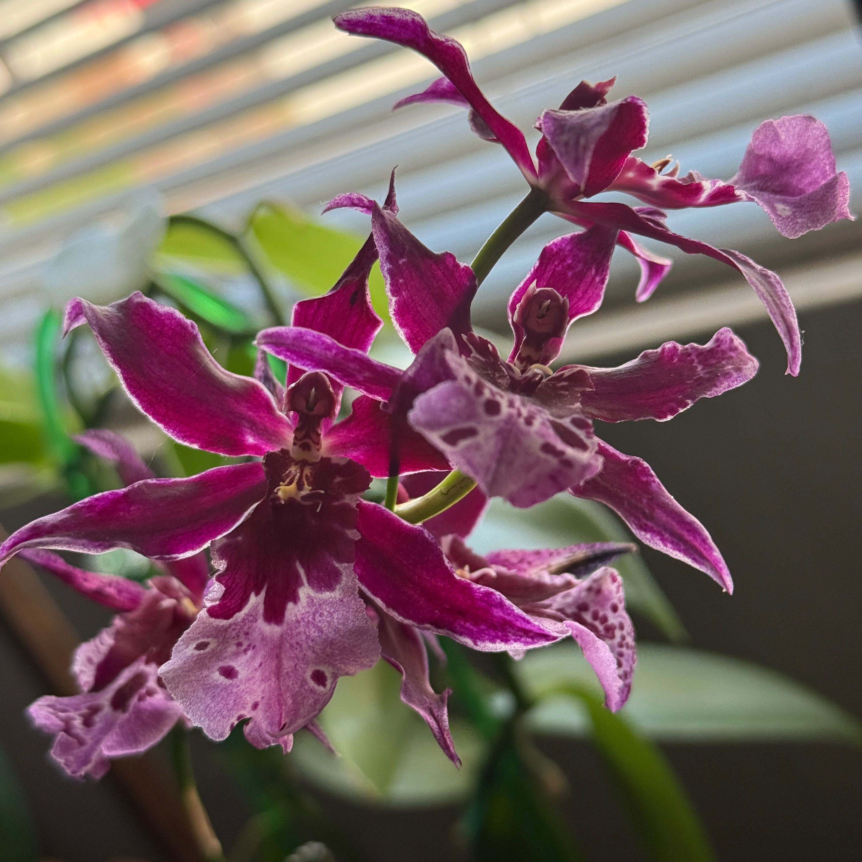 Photo of the plant species Vuylstekeara Hybrid by @alia named Marley on Greg, the plant care app