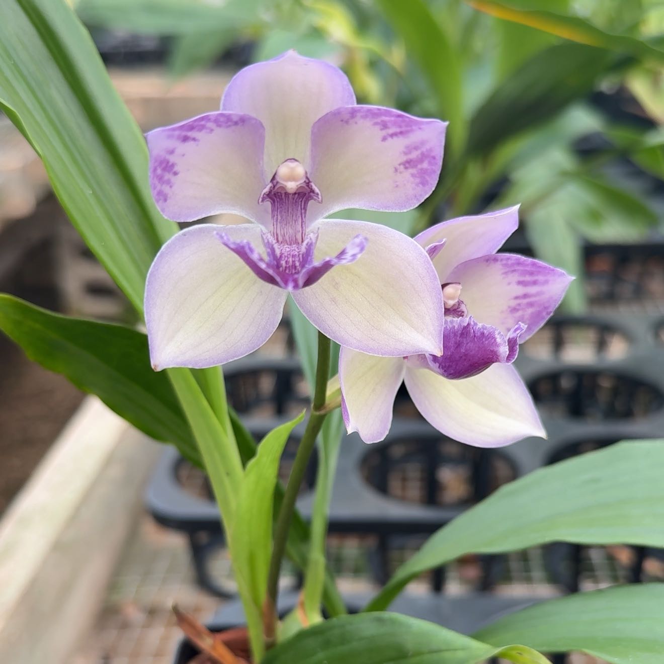 Photo of the plant species Zygopetalum Orchid by @alia named Bieber on Greg, the plant care app
