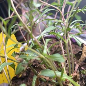 Photo of the plant species Chocolate Cosmos by @UrbaneCapeivy named Chocolate on Greg, the plant care app