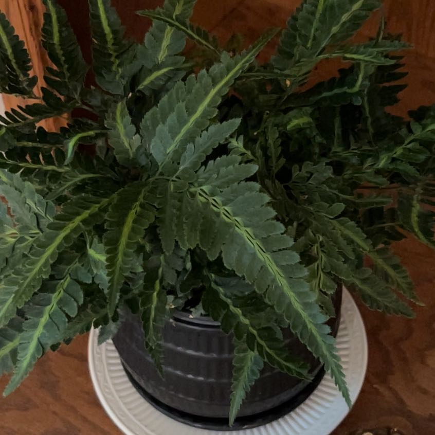 Photo of the plant species East Indian Holly Fern by @FancyBellpepper named Fernie Saunders on Greg, the plant care app