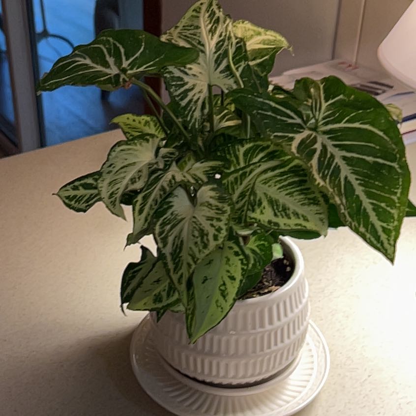 Photo of the plant species Syngonium 'Randy' by @FancyBellpepper named Demi on Greg, the plant care app