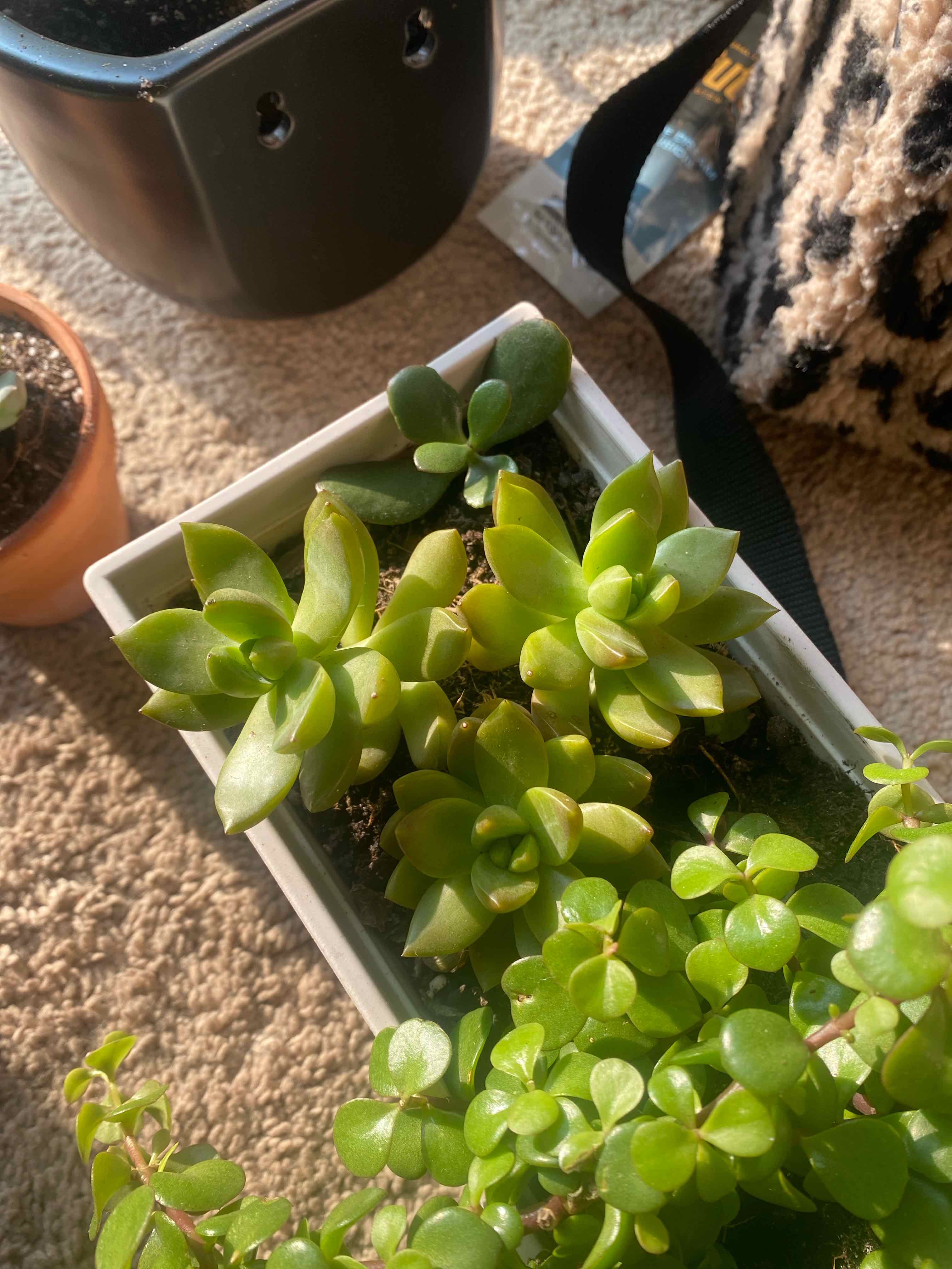 Graptosedum 'Copper Glow' plant in a rectangular pot with vibrant green leaves.