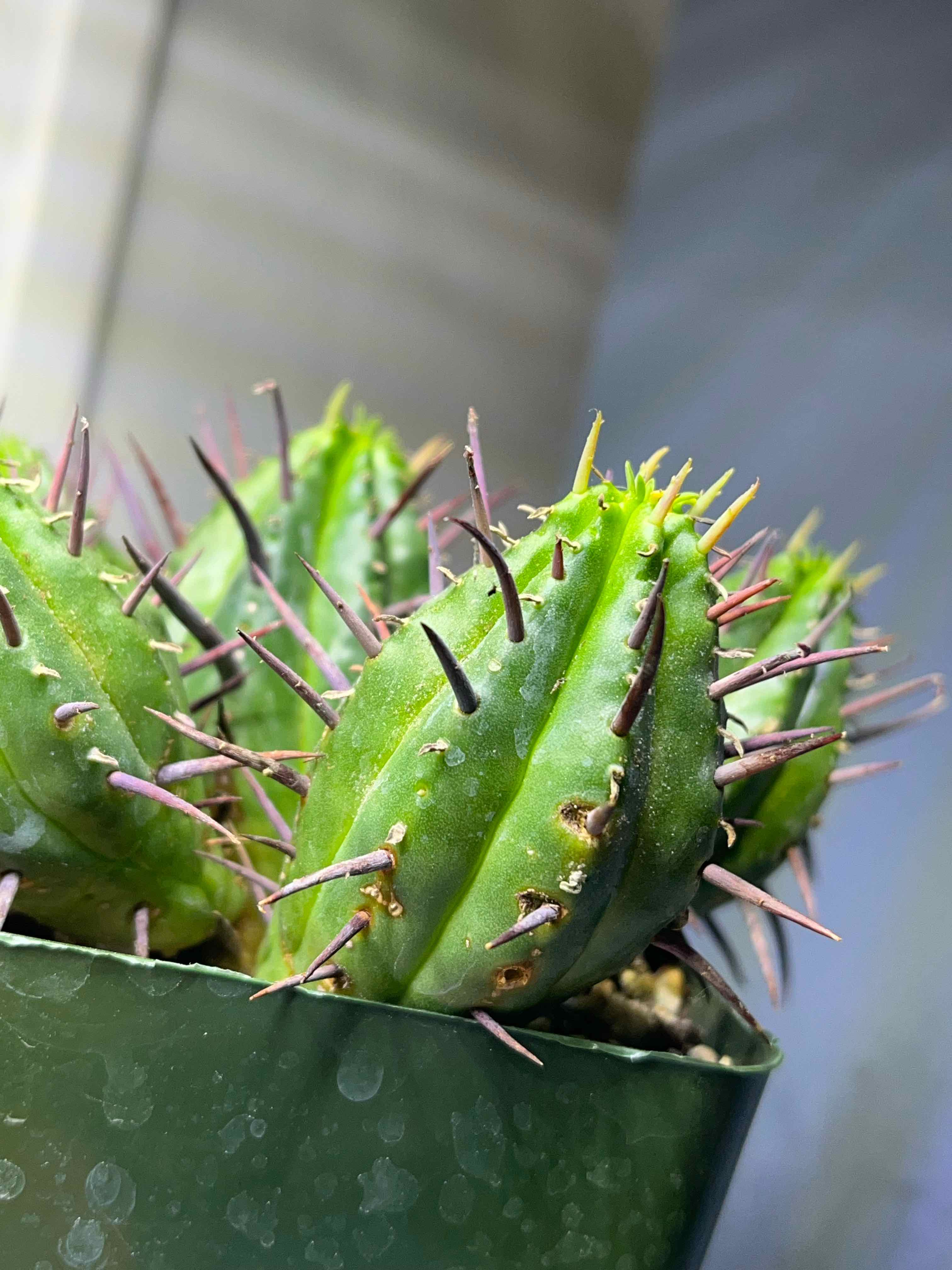 Euphorbia ferox plant with spines and visible brown spots in a pot.