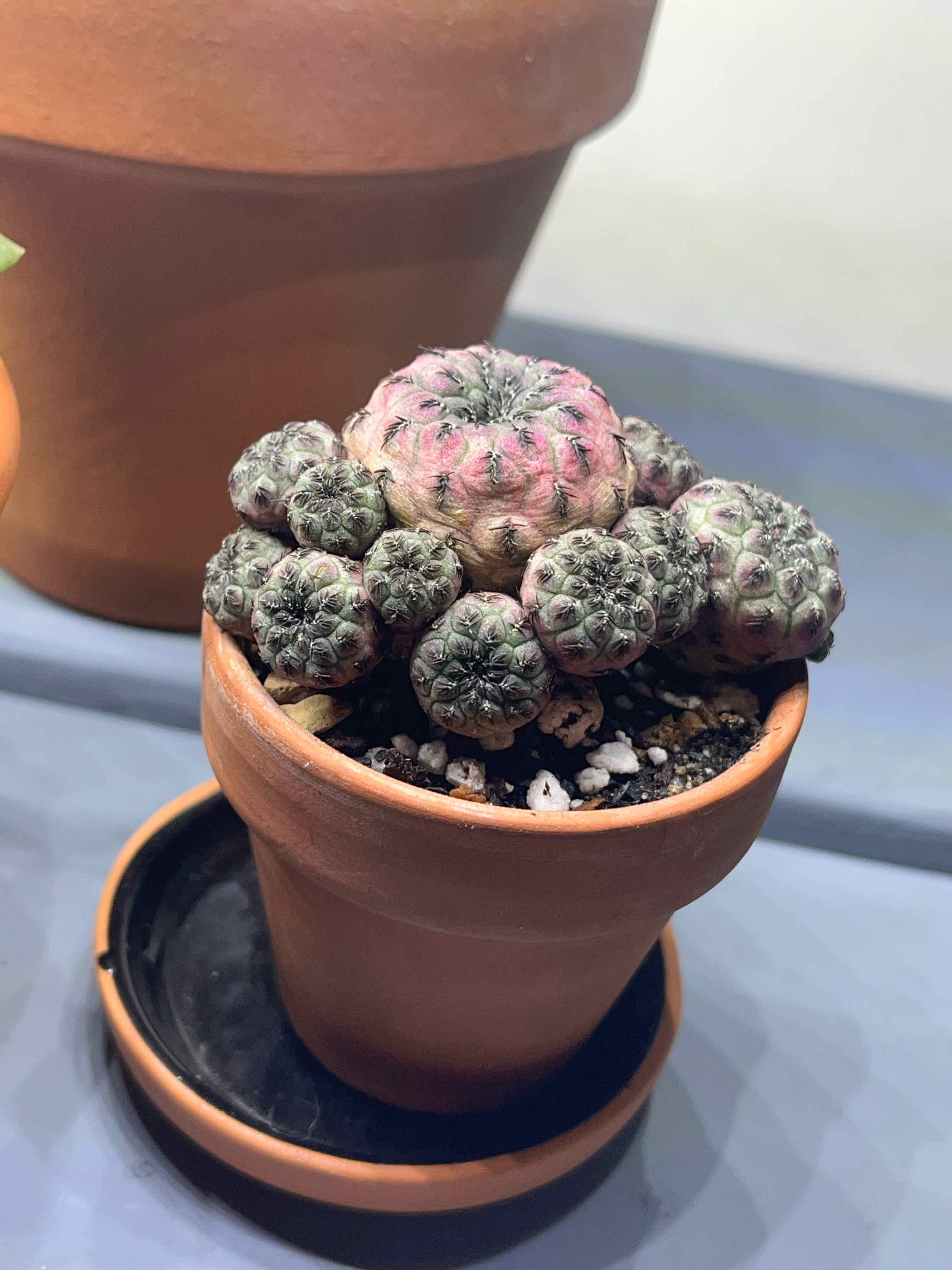 Rebutia canigueralii plant in a small terracotta pot, healthy and well-framed.