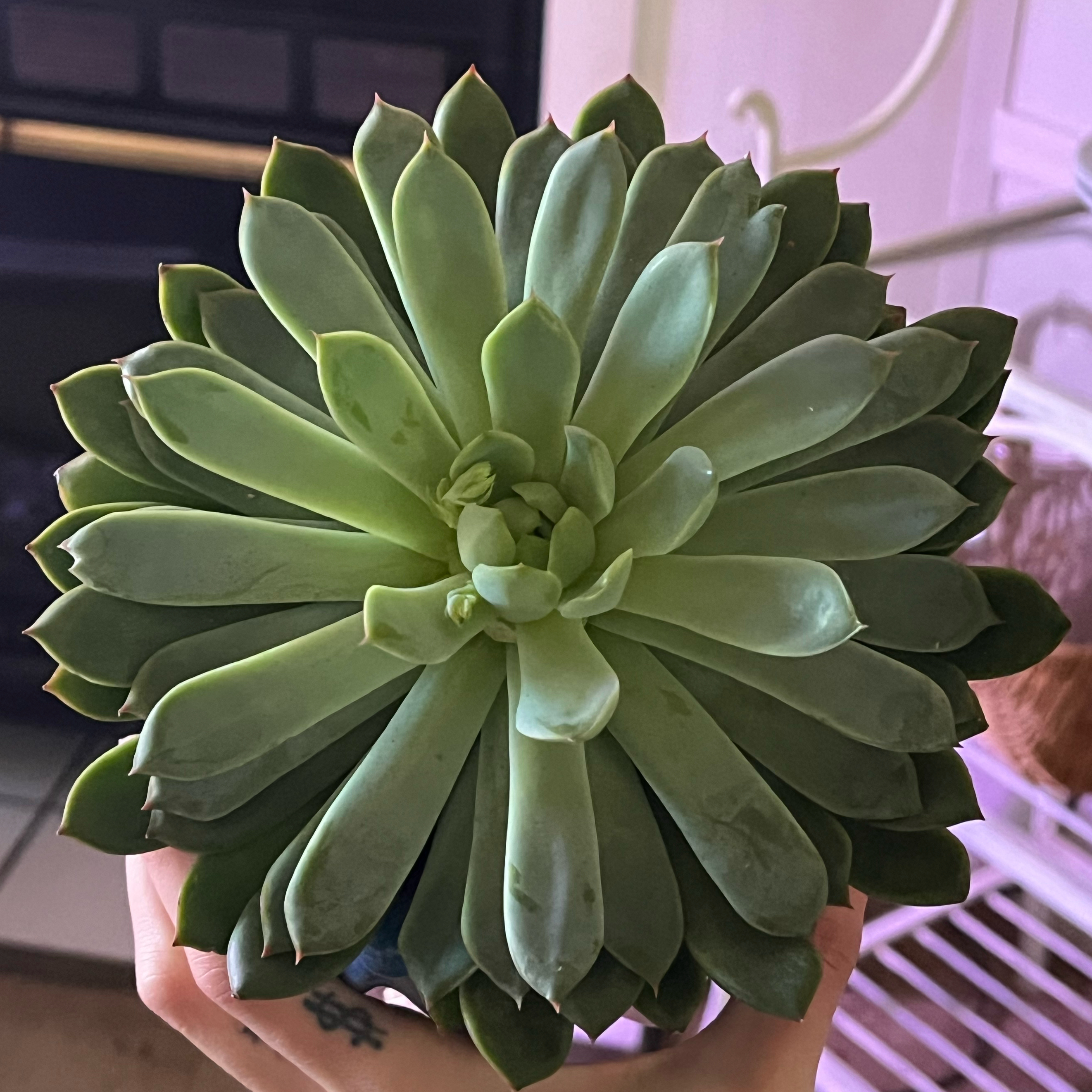 Achilles🌿