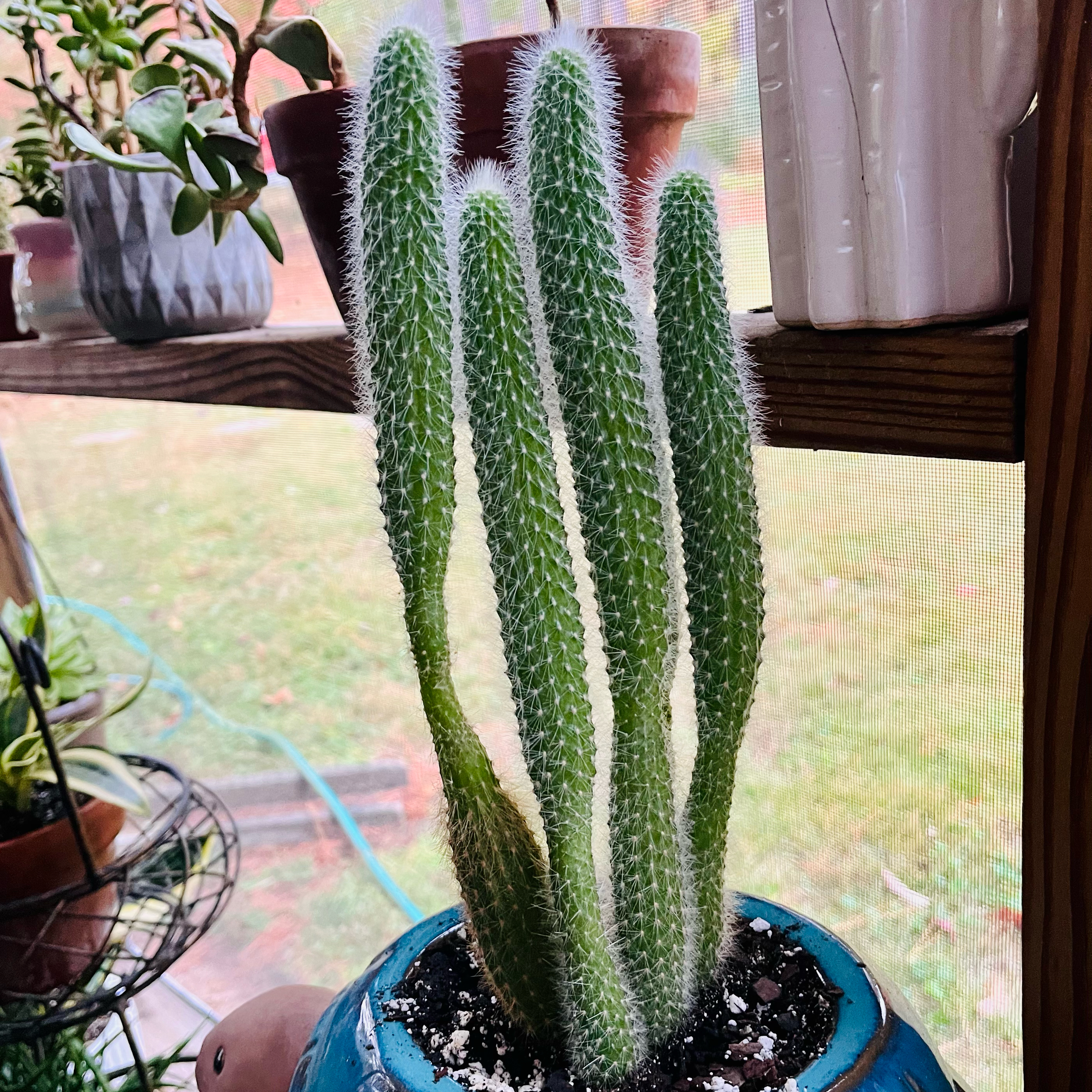 hanna🌵