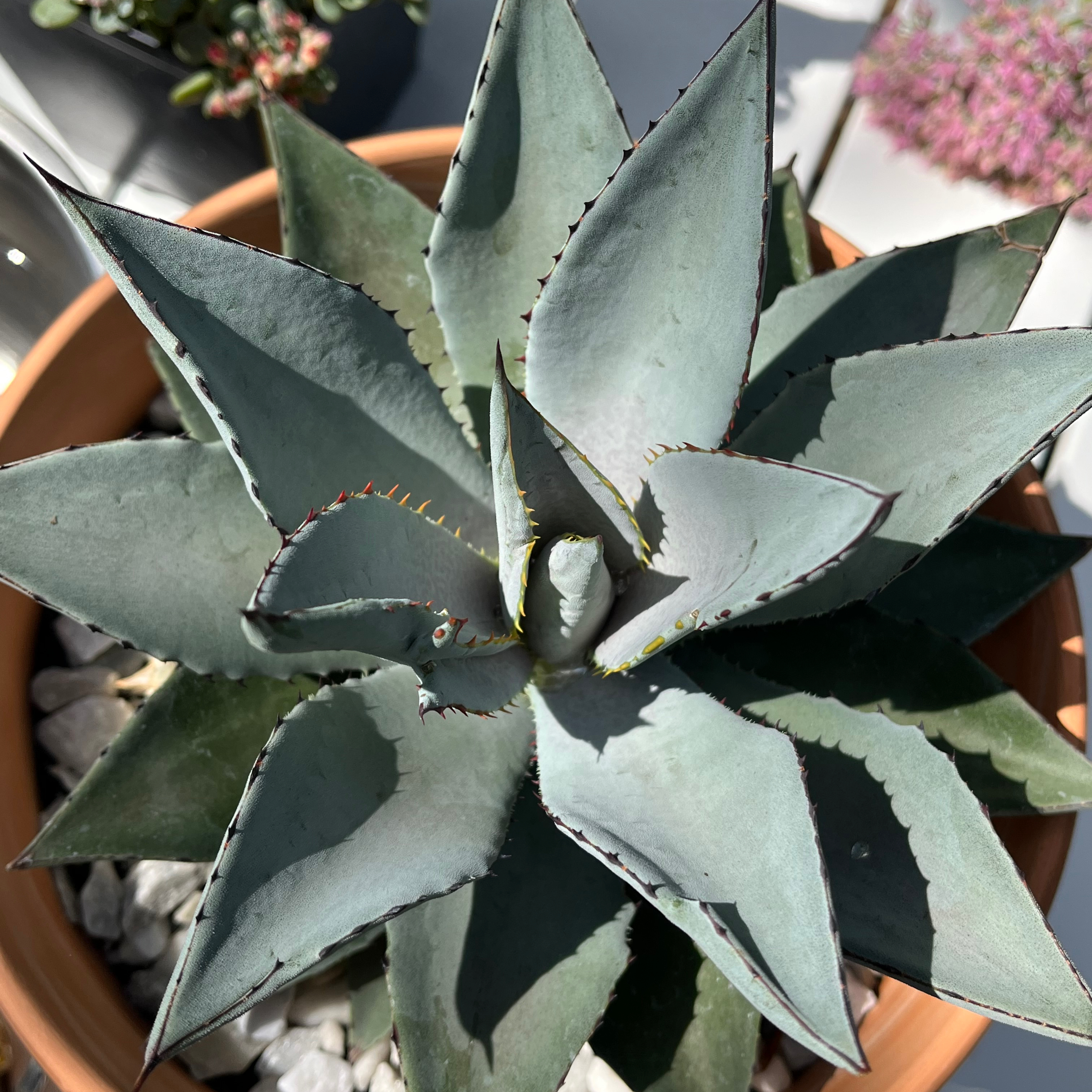 Century Plant uploaded to the Greg plant app by @TidyTigerpear