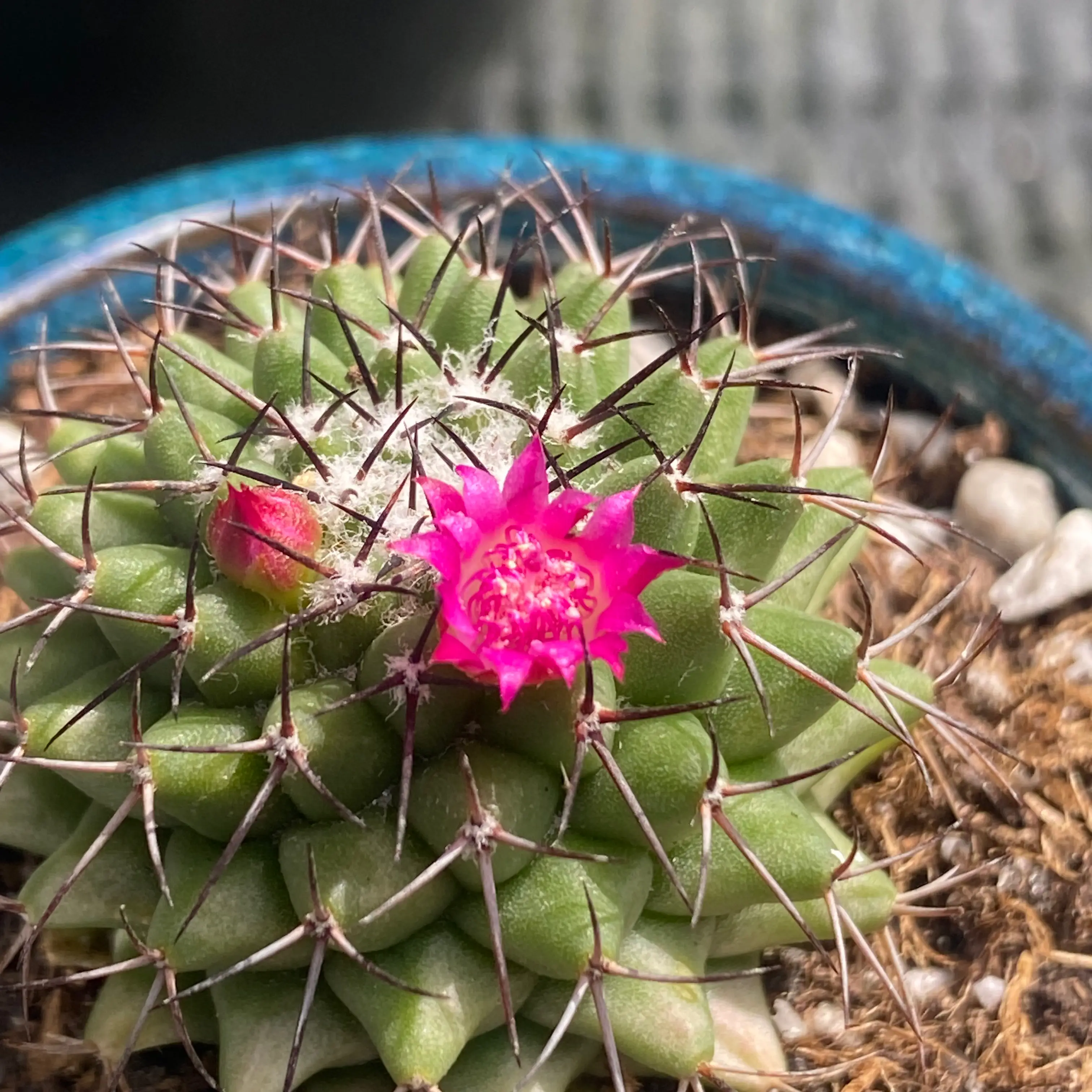 ‘Mammillaria polythele mart.’🌵
