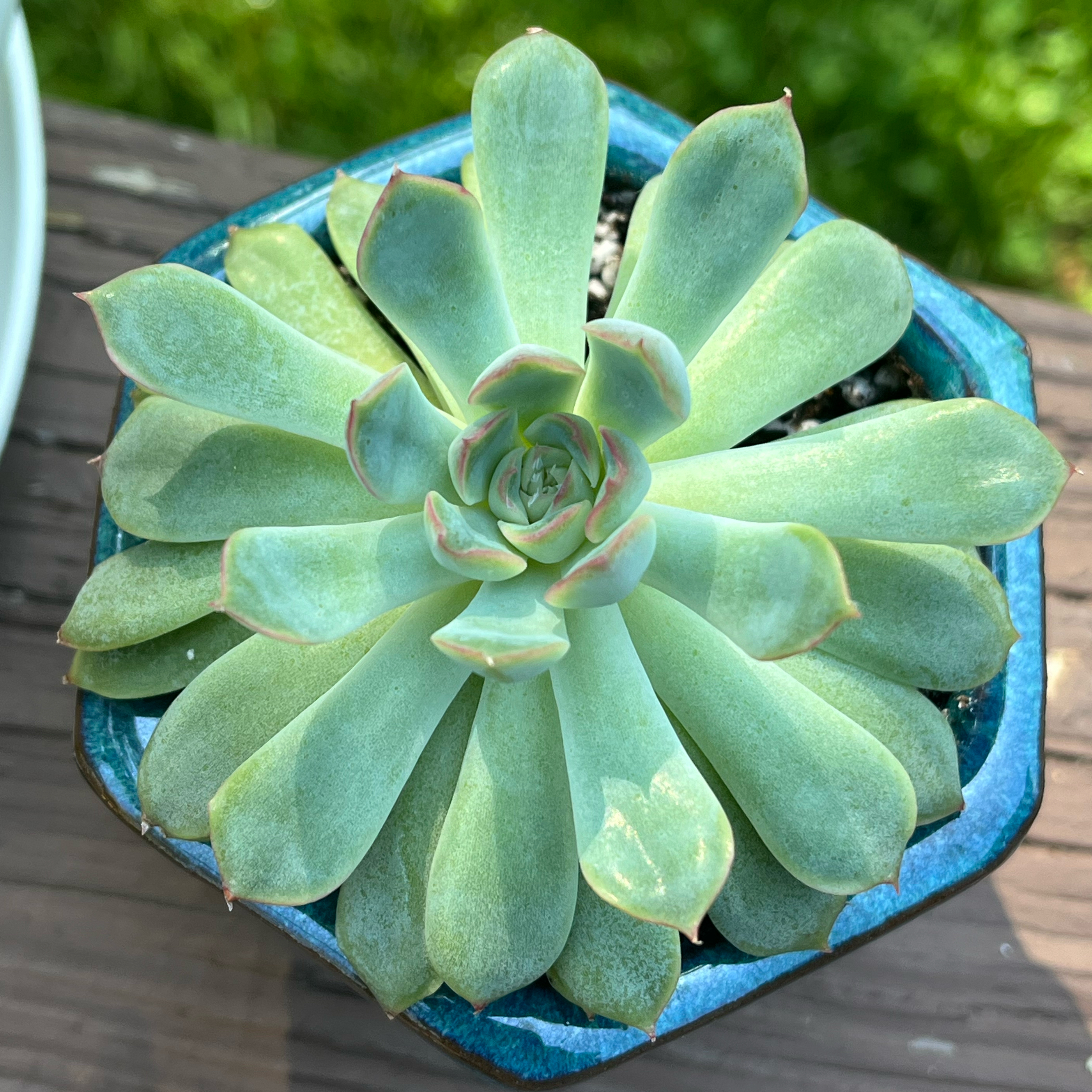 flo💚