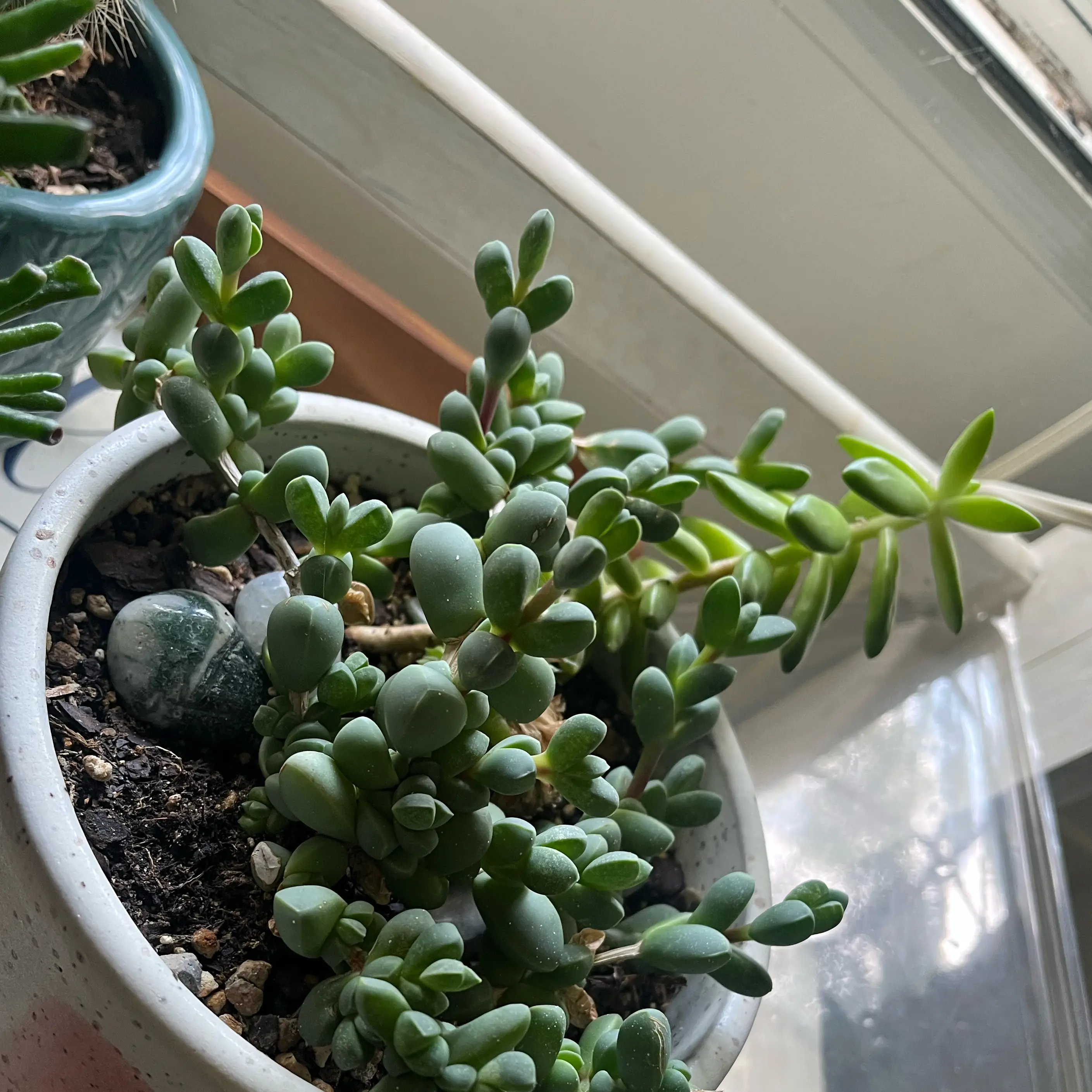Sproutacus🌱