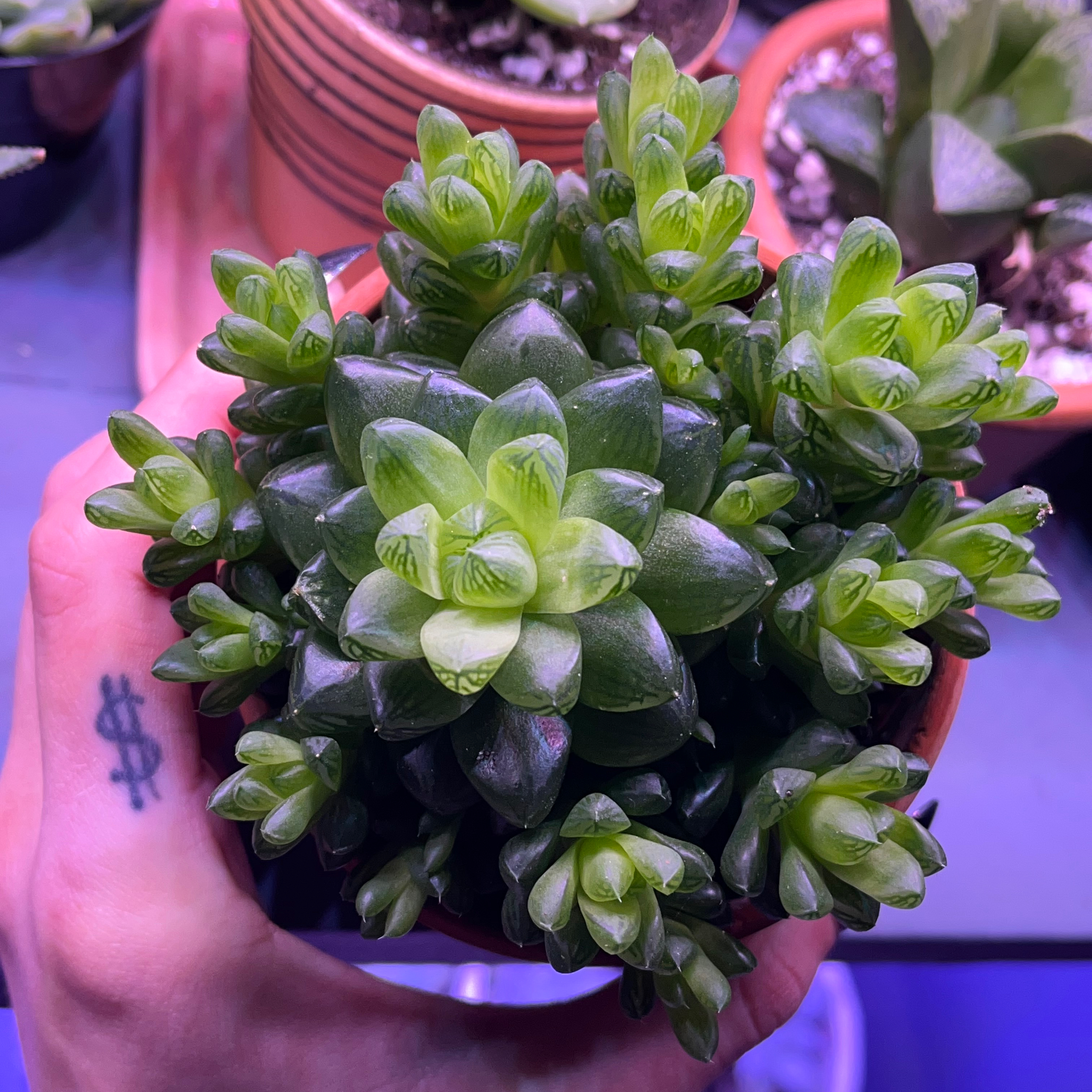 Harper🌿