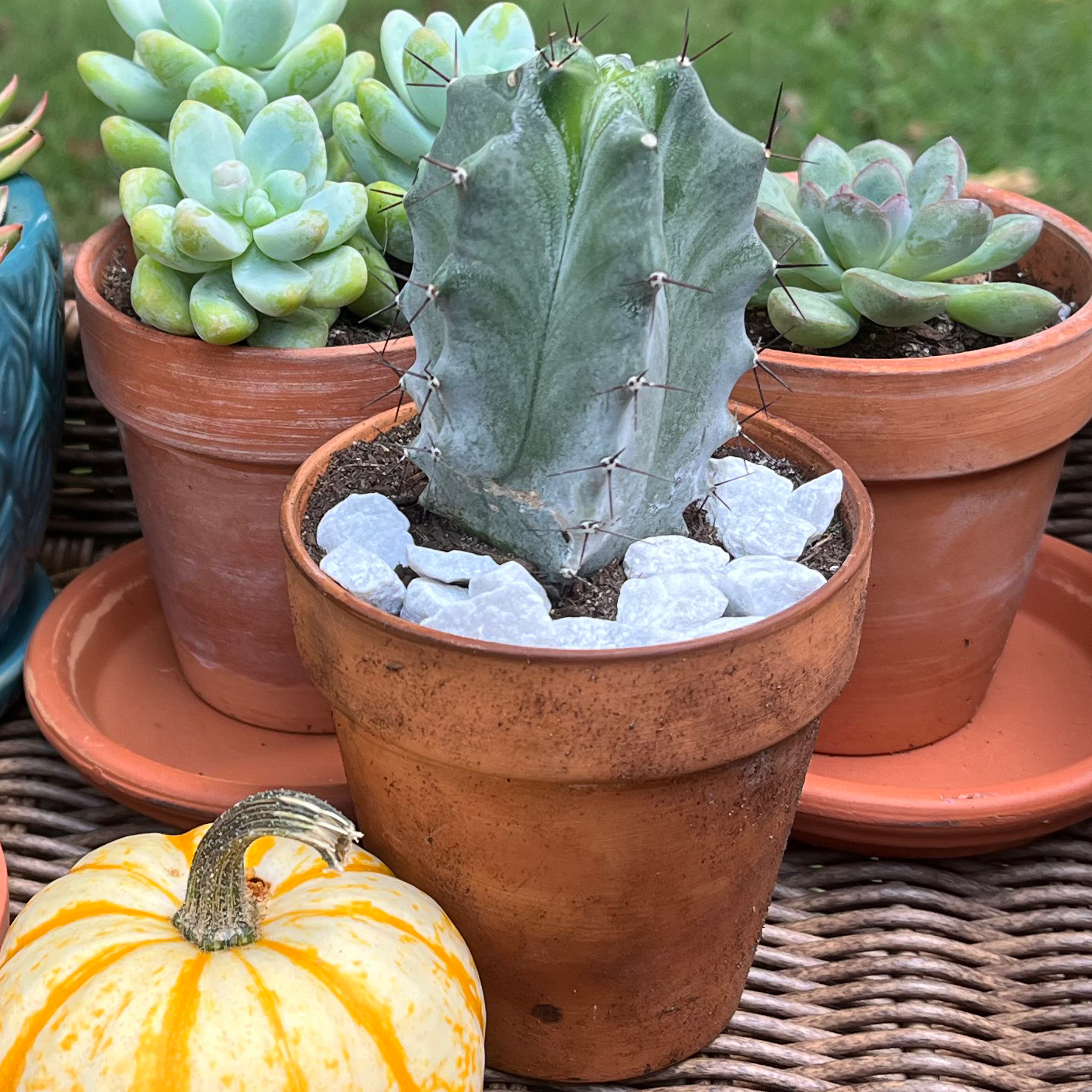 Potted Polaskia chichipe cactus with other succulents and a small pumpkin in the background.