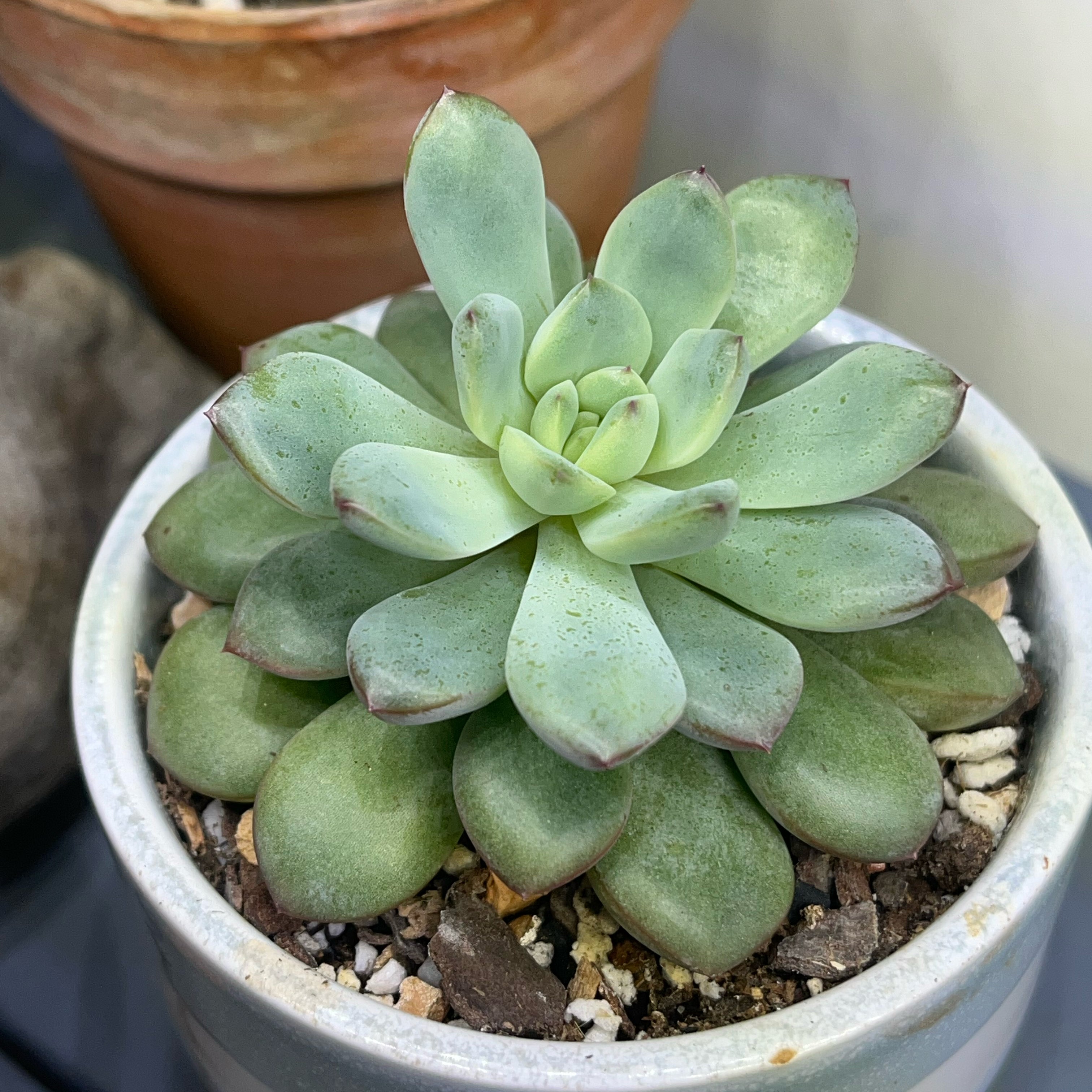Echeveria &lsquo;Morning Dew&rsquo; Plant Care: Water, Light, Nutrients | Greg App 🌱
