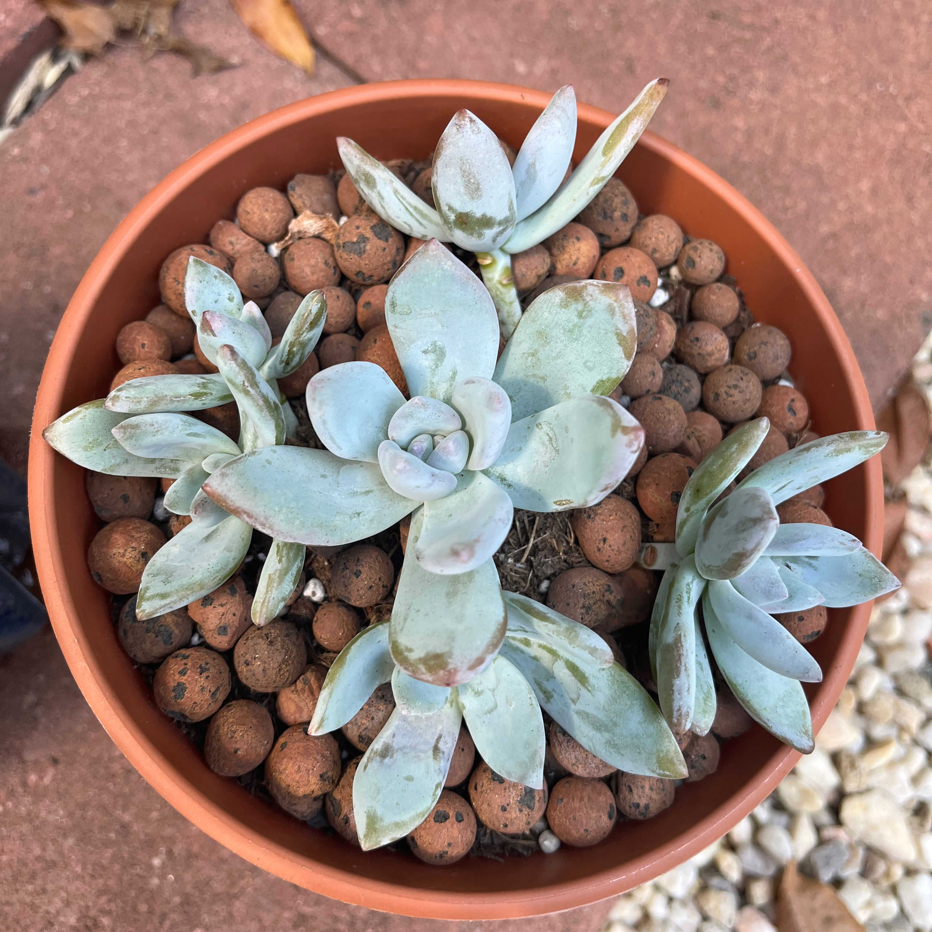 Pachyveria 'Powder Puff' succulent in a terracotta pot with clay pebbles.