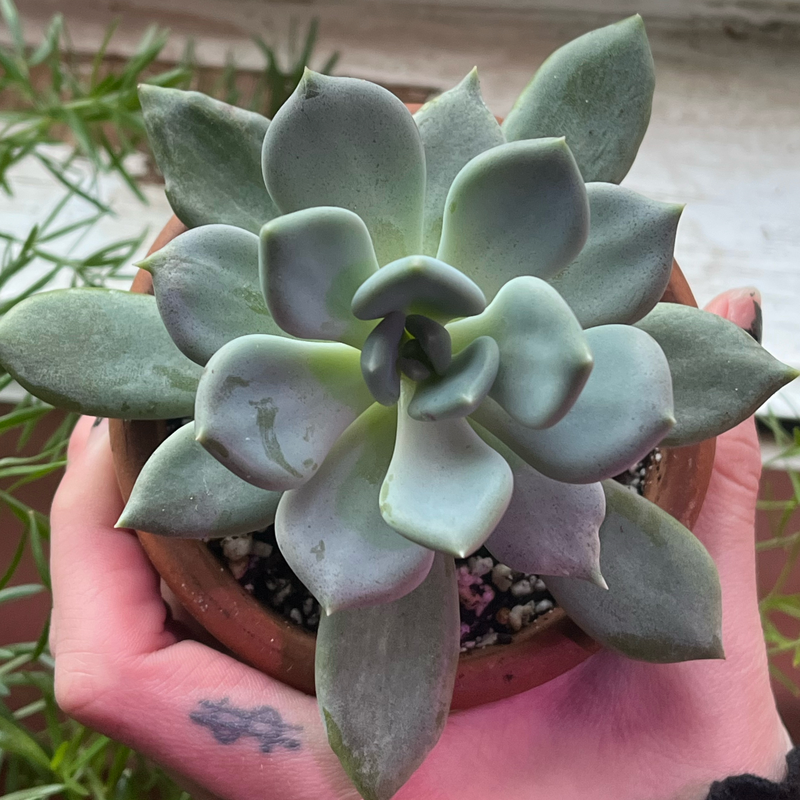 Aquarius🌿