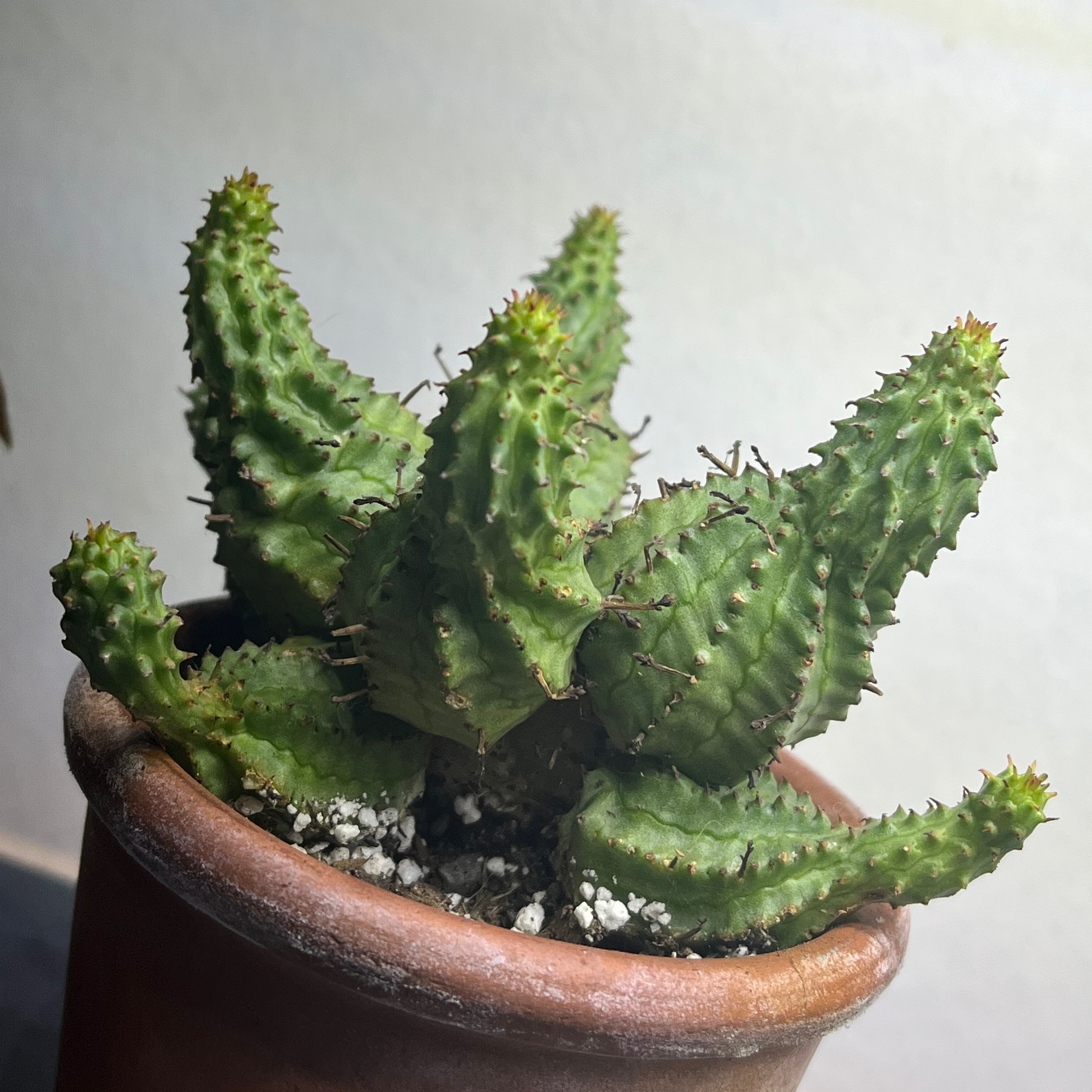 spinster🌪️(euphorbia spiralis)