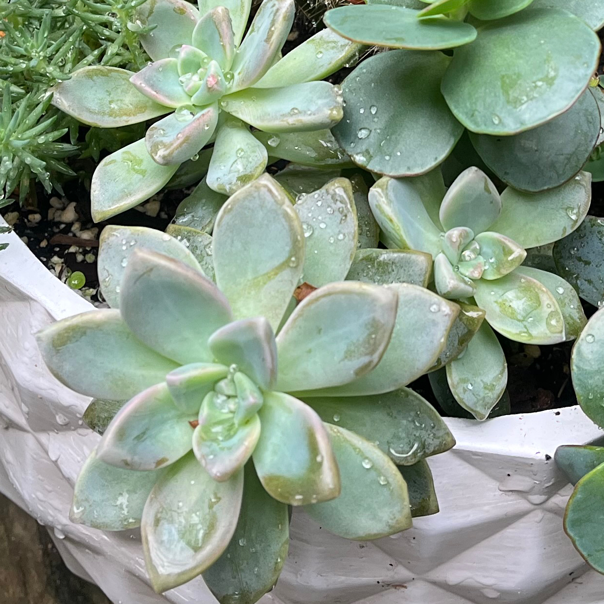 Graptosedum 'Ghosty' succulent with water droplets on leaves in a white pot.