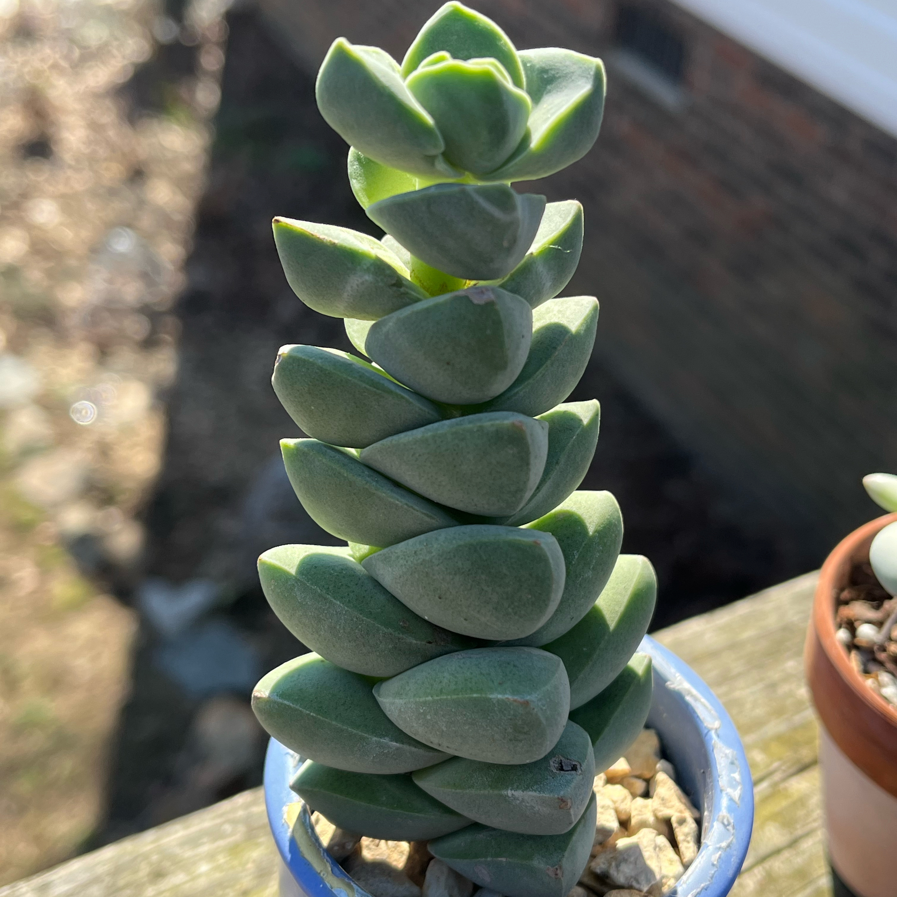 Crassula 'Moonglow' plant in a small pot, healthy with thick green leaves.