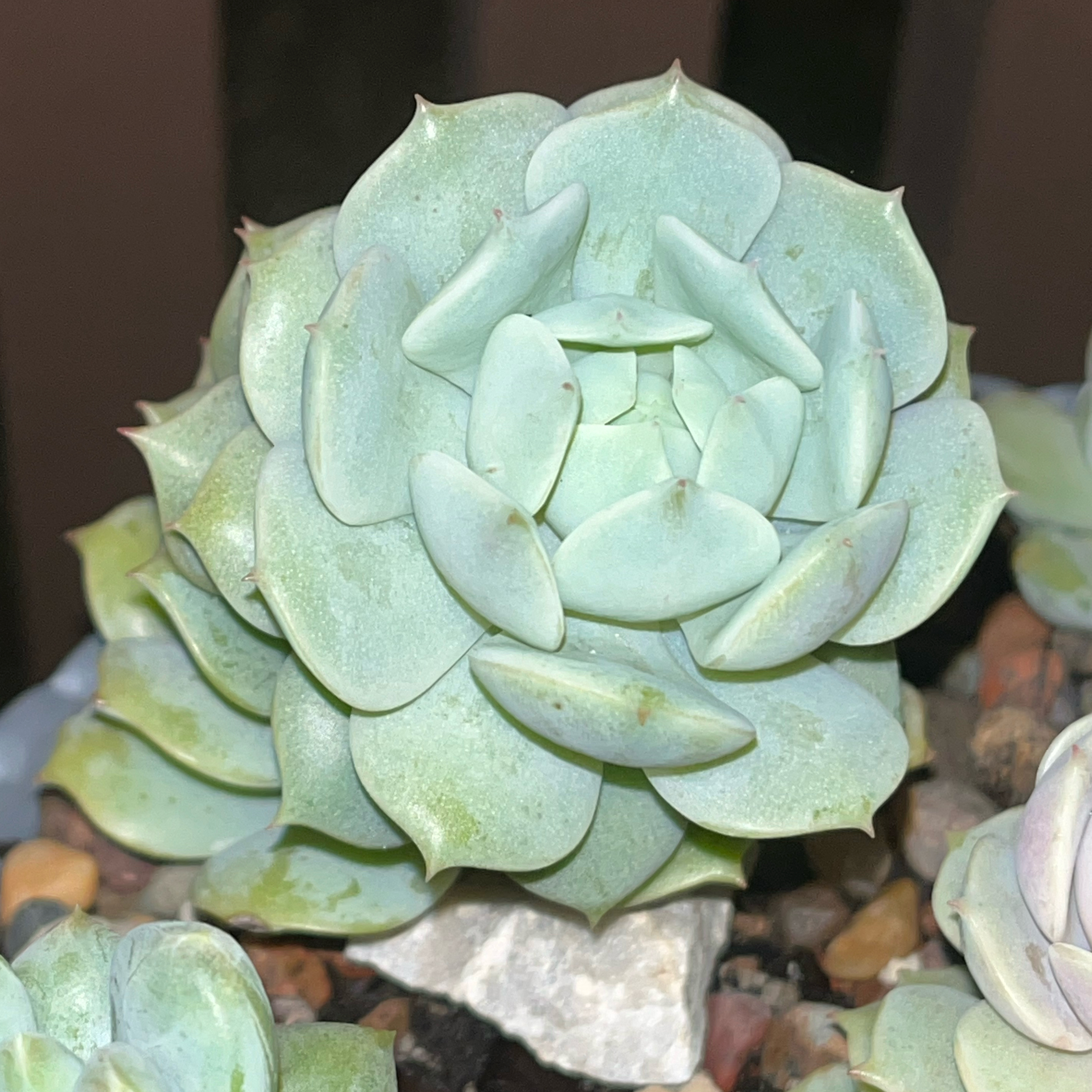 Echeveria 'Seraphina' succulent with thick, fleshy leaves in a rosette pattern.