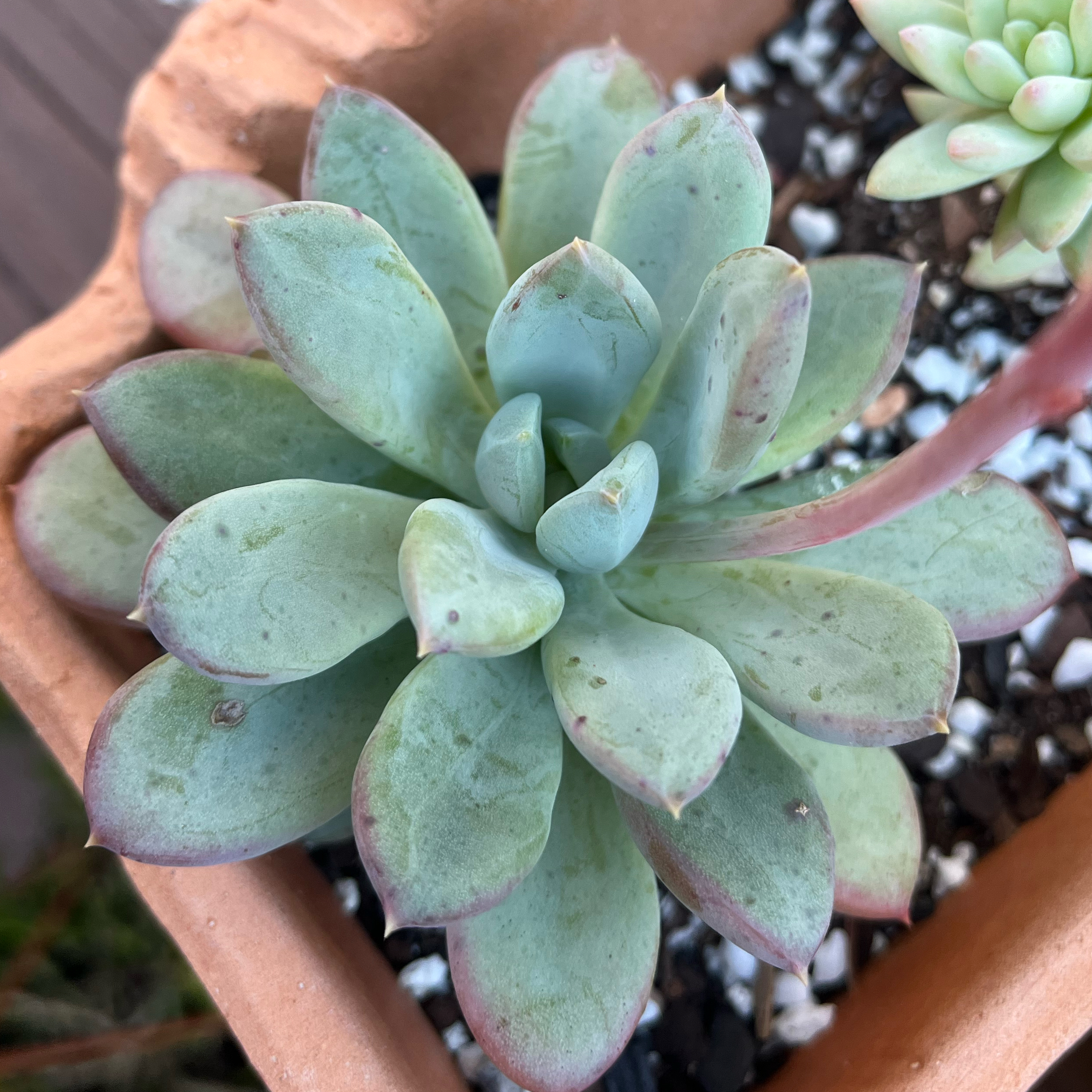 Gwinette 🌿