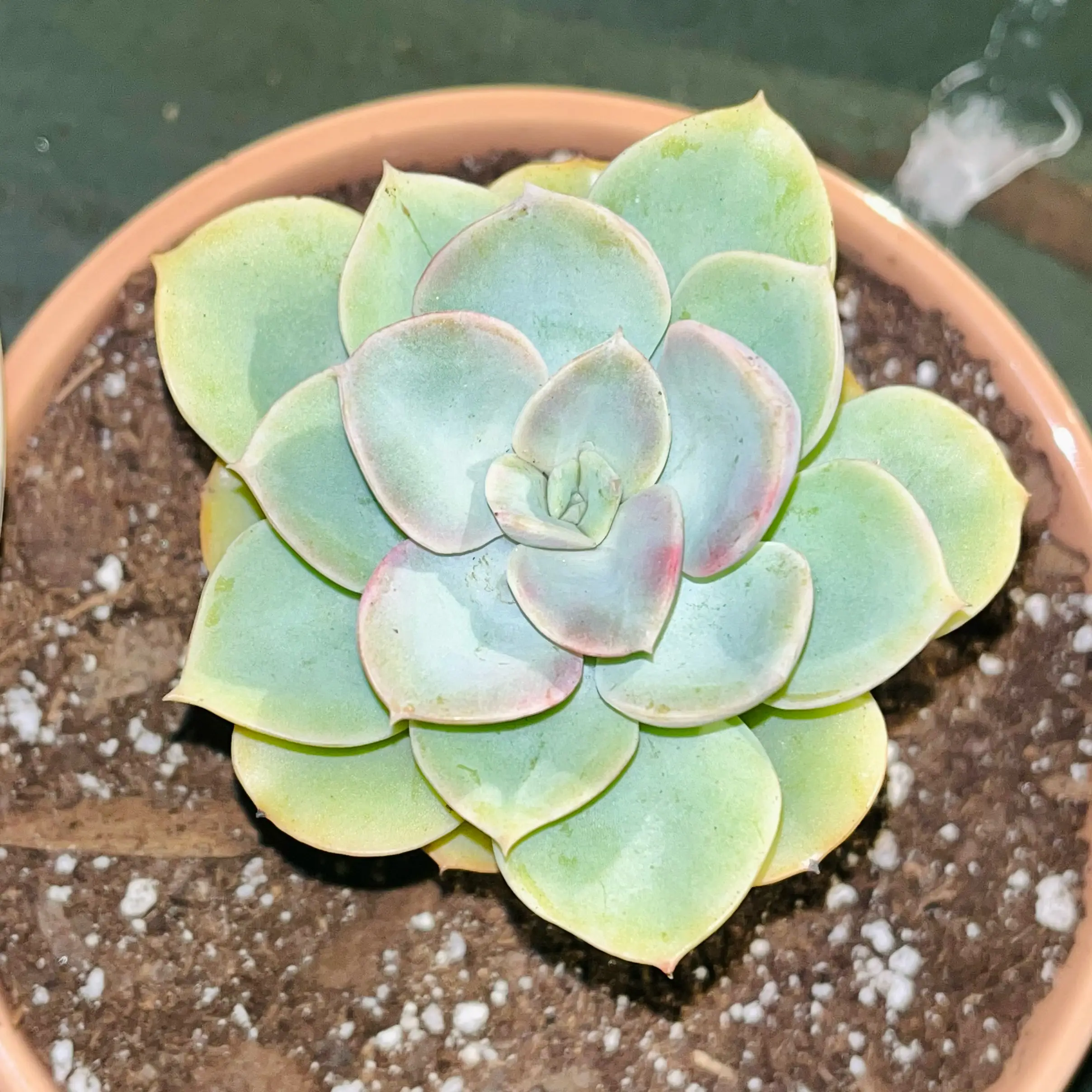 Photo of the plant species Echeveria 'Green Pearl' by @TidyTigerpear named Abadeer🌿 on Greg, the plant care app