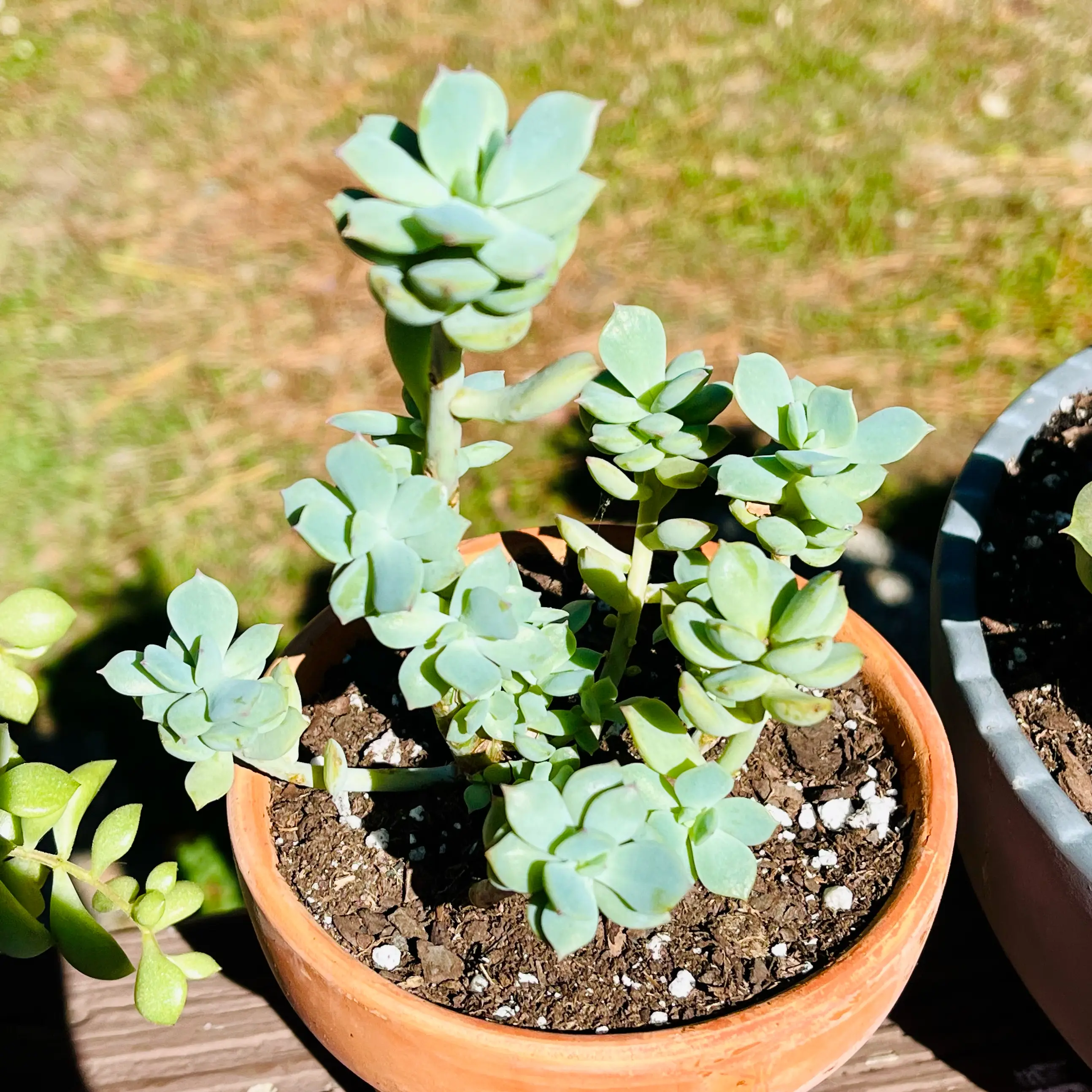 Photo of the plant species Sedeveria 'Spring Jade' by @TidyTigerpear named Milly 🌿 on Greg, the plant care app