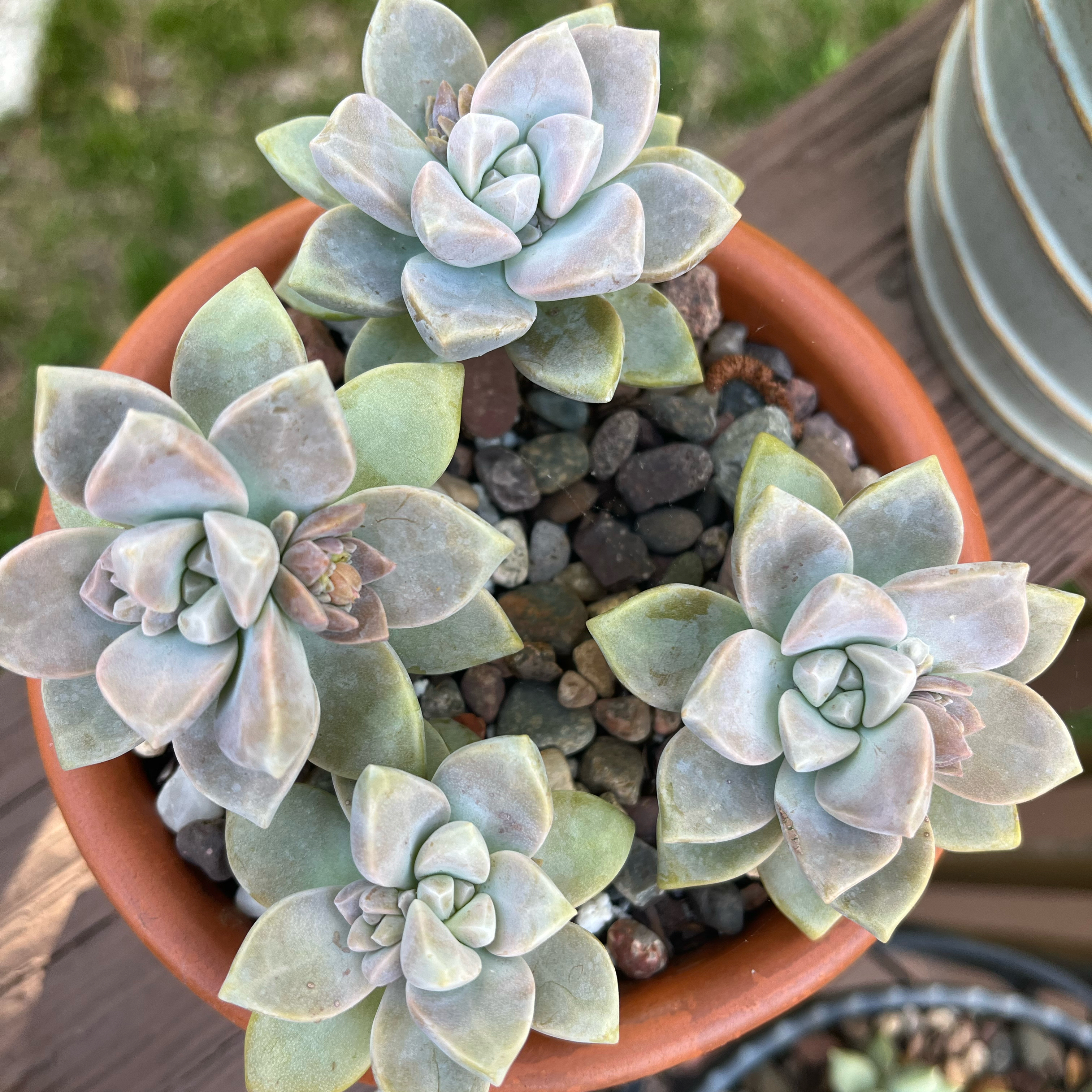 Potted Graptosedum 'Ghosty' succulent with multiple healthy rosettes and visible soil.