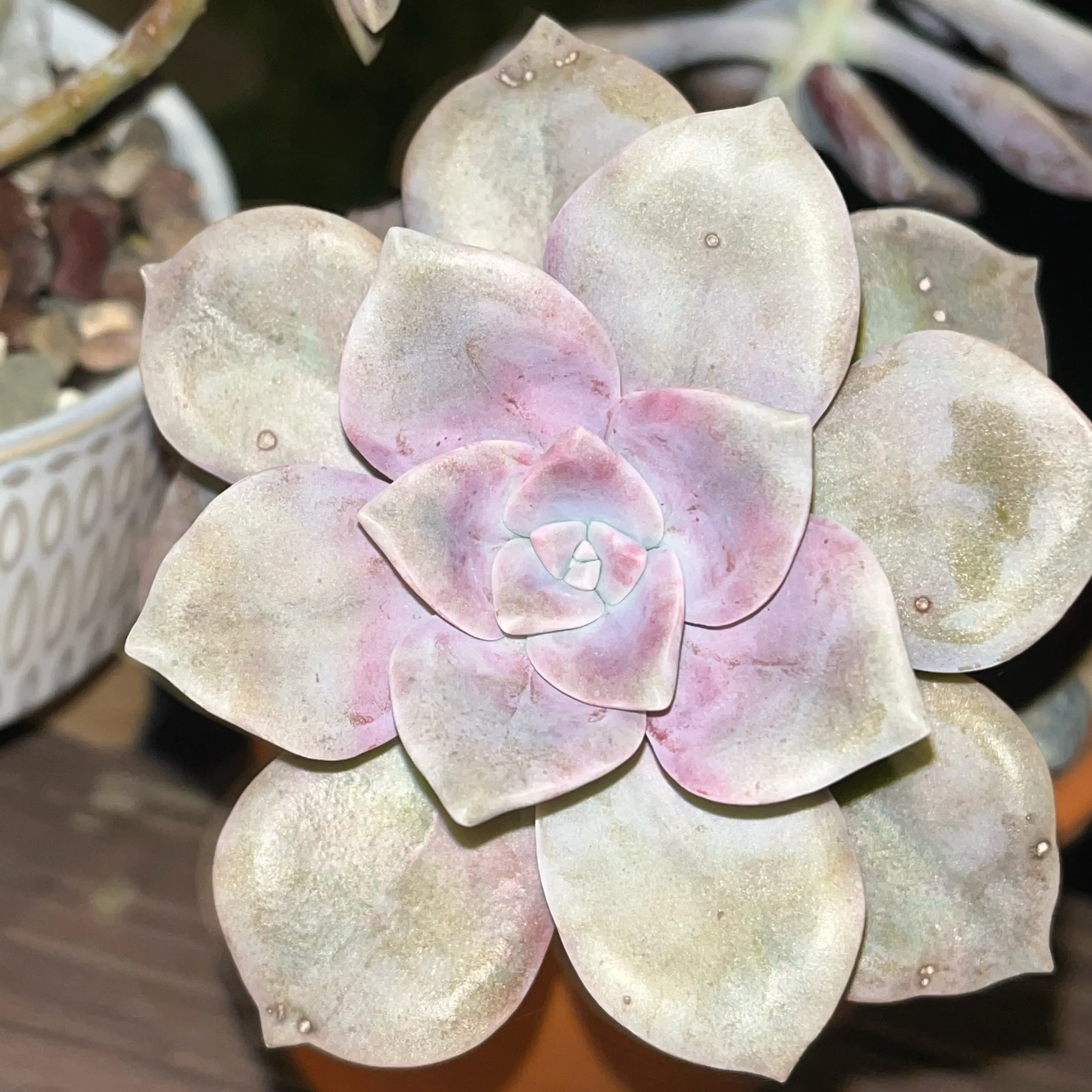 Five Stamen Graptopetalum succulent with green and pink leaves in a rosette pattern.