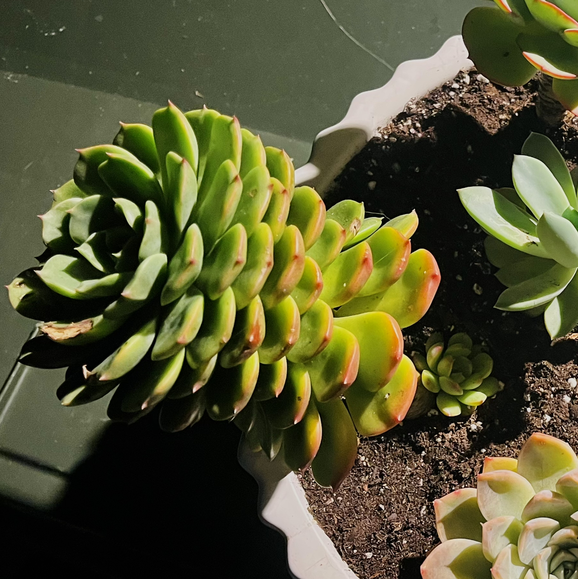 Flora🍀