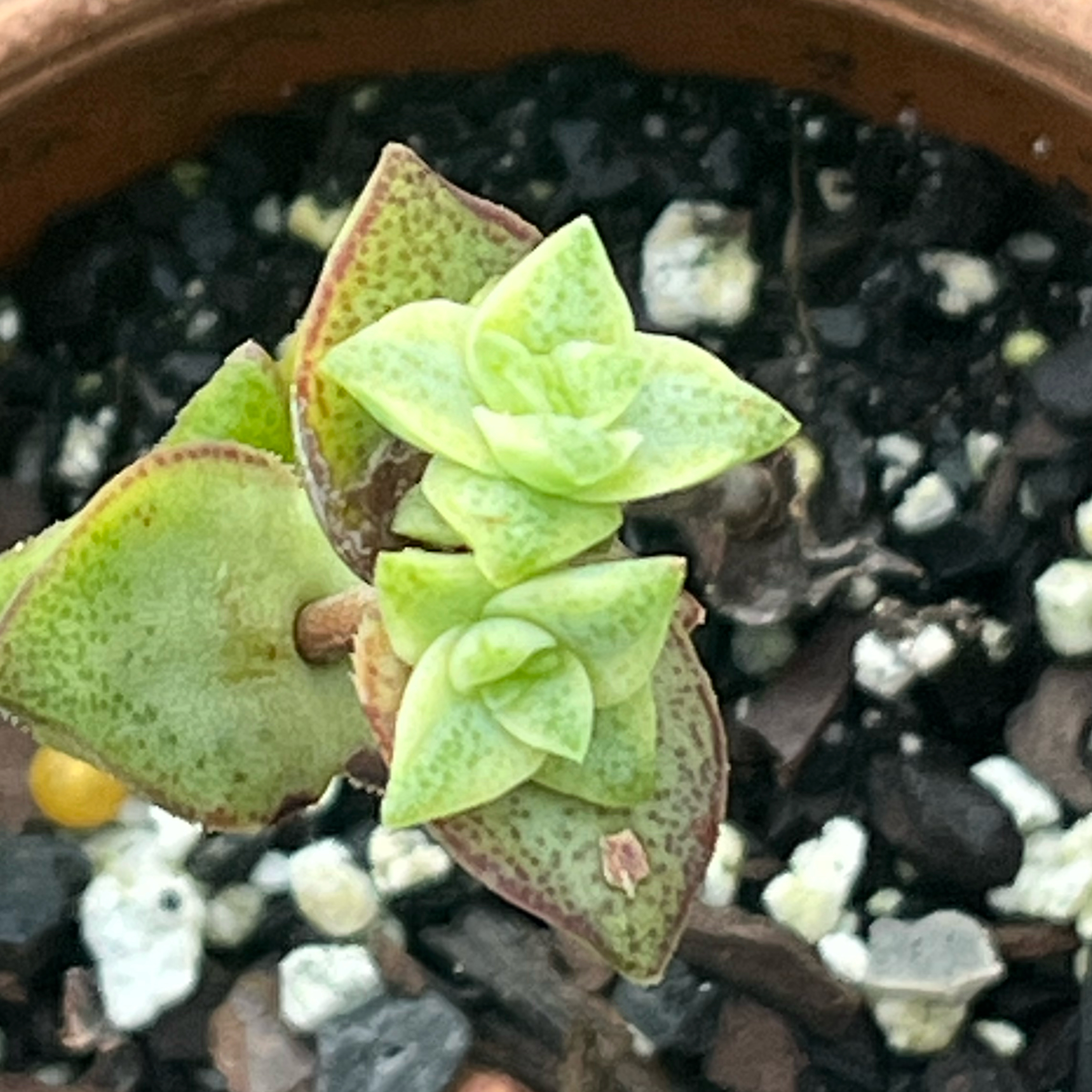 buttons 🌱