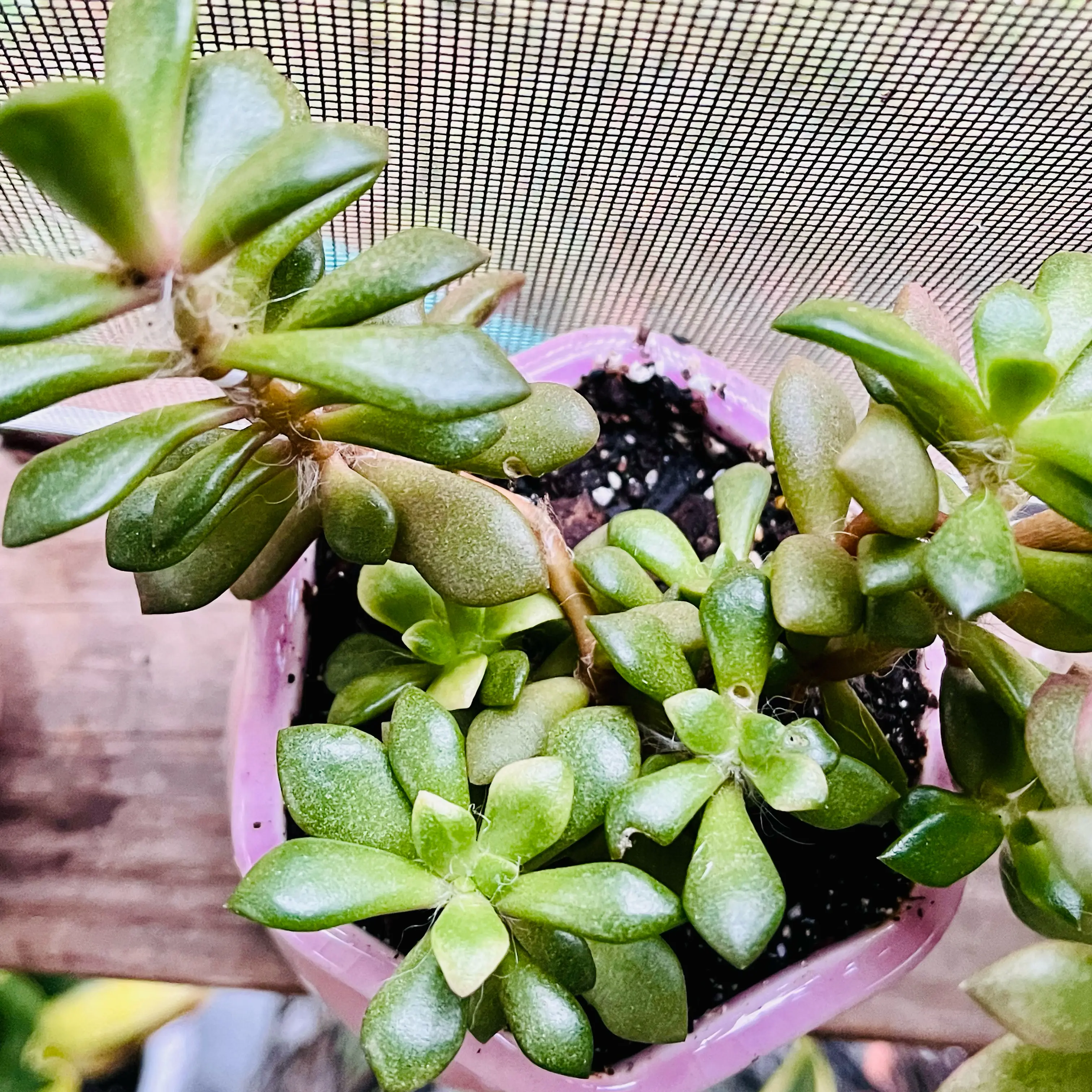 Ana 🌱