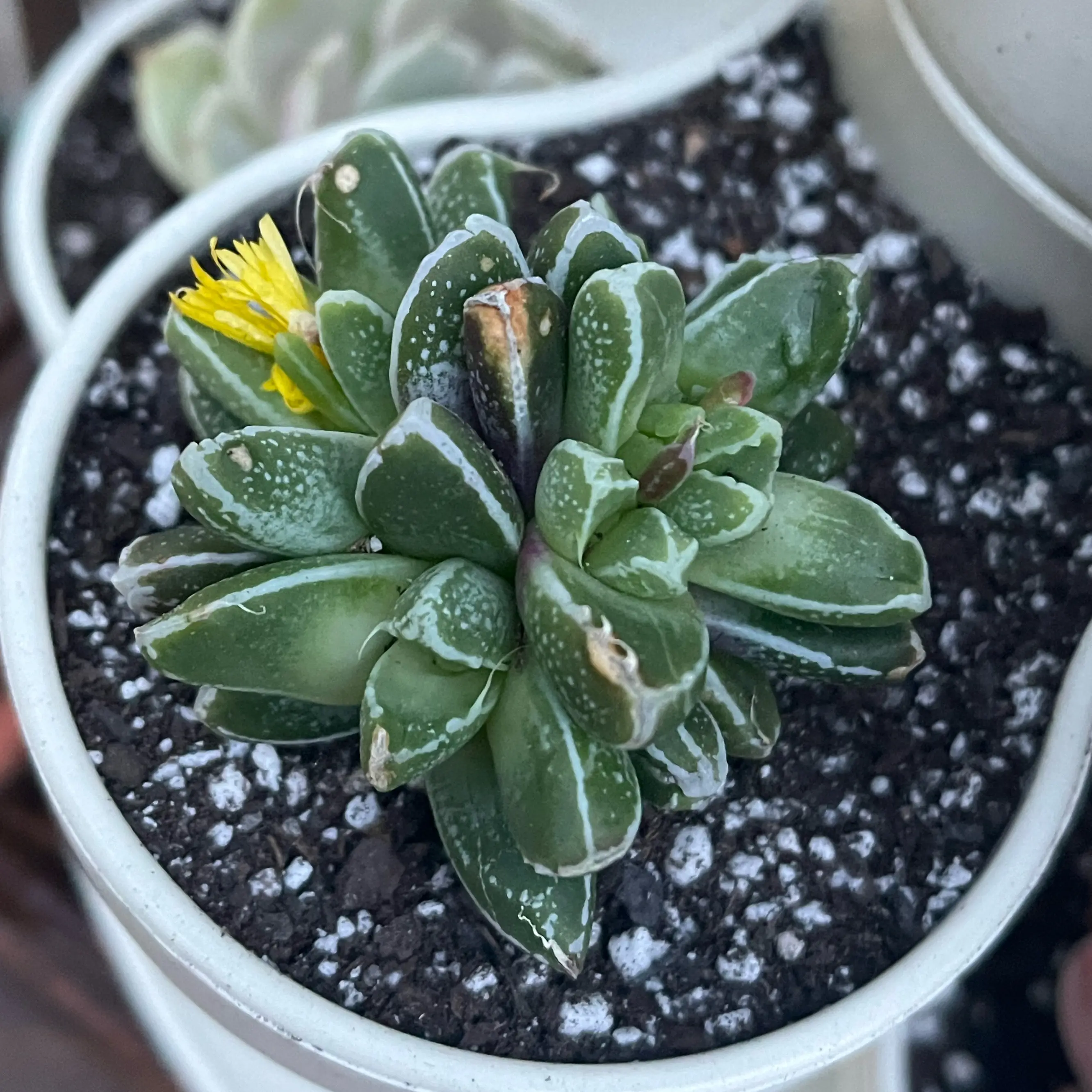 Xena🌱