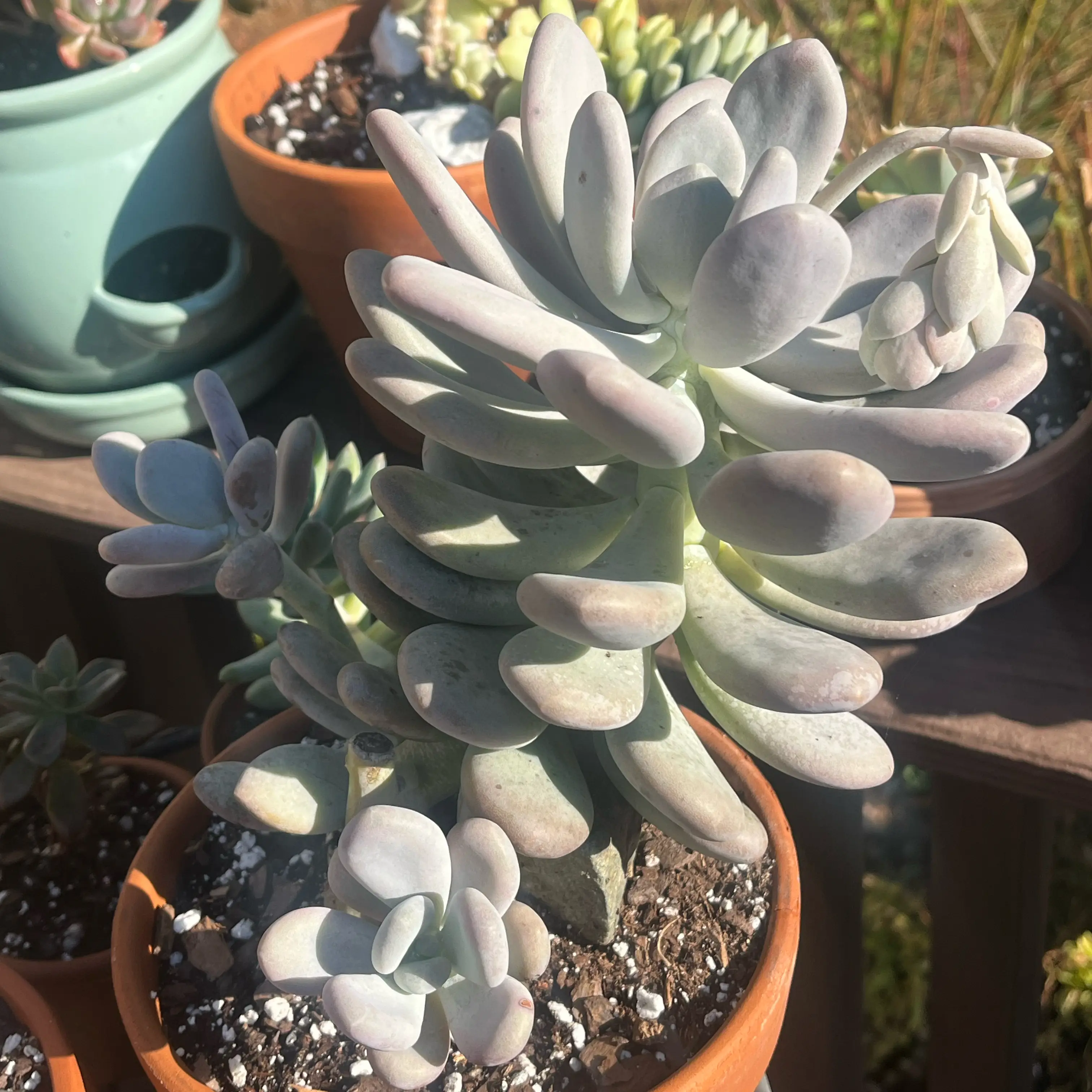 Luna🌿