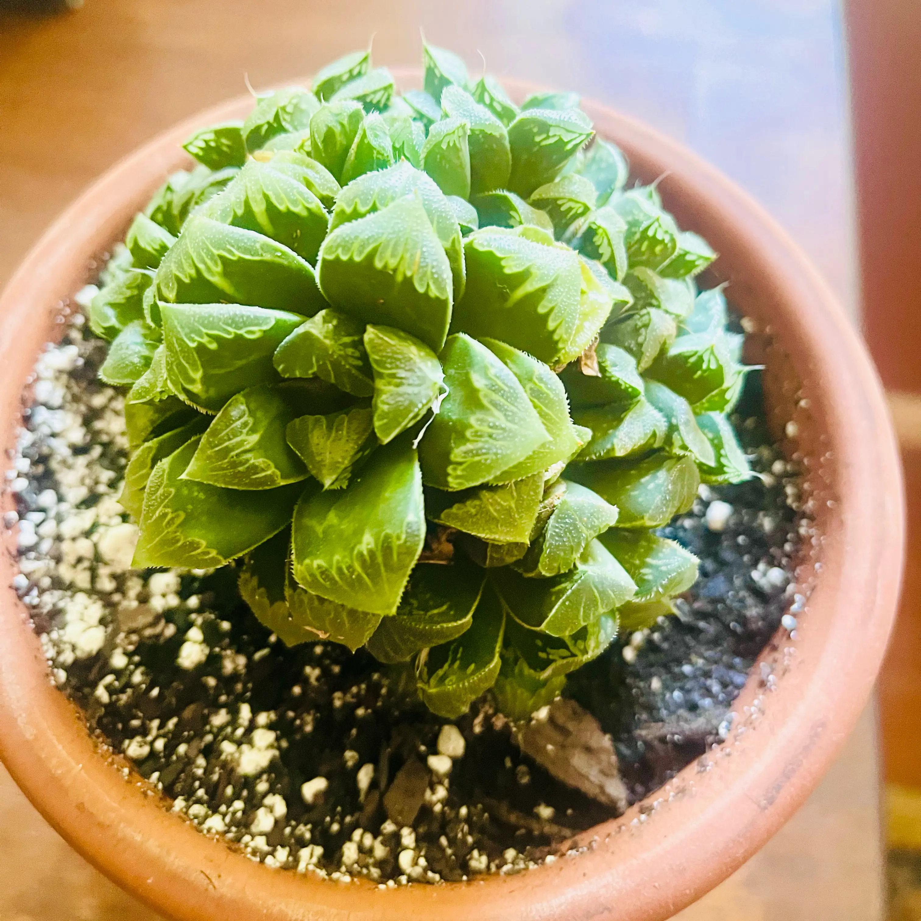 Photo of the plant species Haworthia emelyae by @TidyTigerpear named Florence💚 on Greg, the plant care app