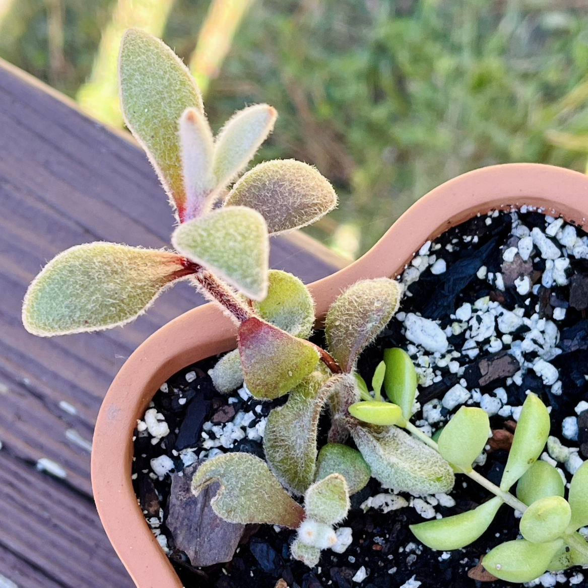 Photo of the plant species Snow White Panda Plant by @TidyTigerpear named Kylie on Greg, the plant care app