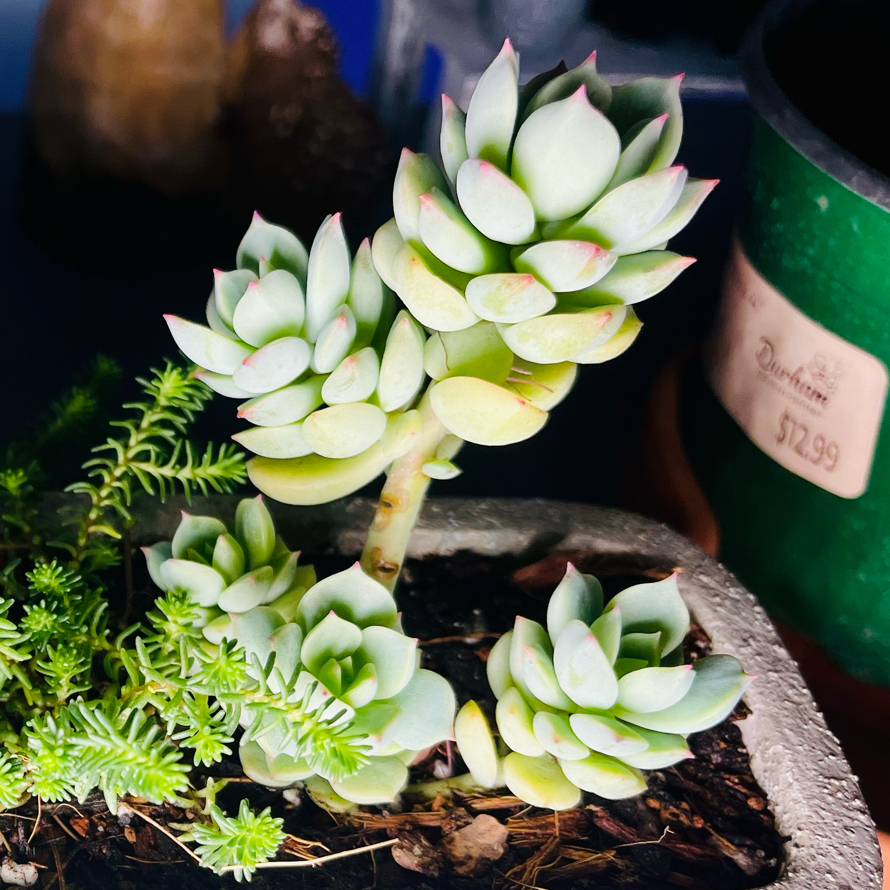 Photo of the plant species Sedeveria 'Spring Jade' by @TidyTigerpear named Erica🌿 on Greg, the plant care app