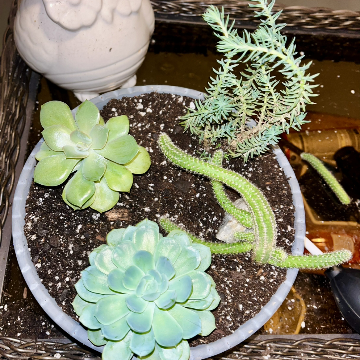 Photo of the plant species Echeveria Lolita by @TidyTigerpear named Lola (prop) (vvvelo giveaway) on Greg, the plant care app