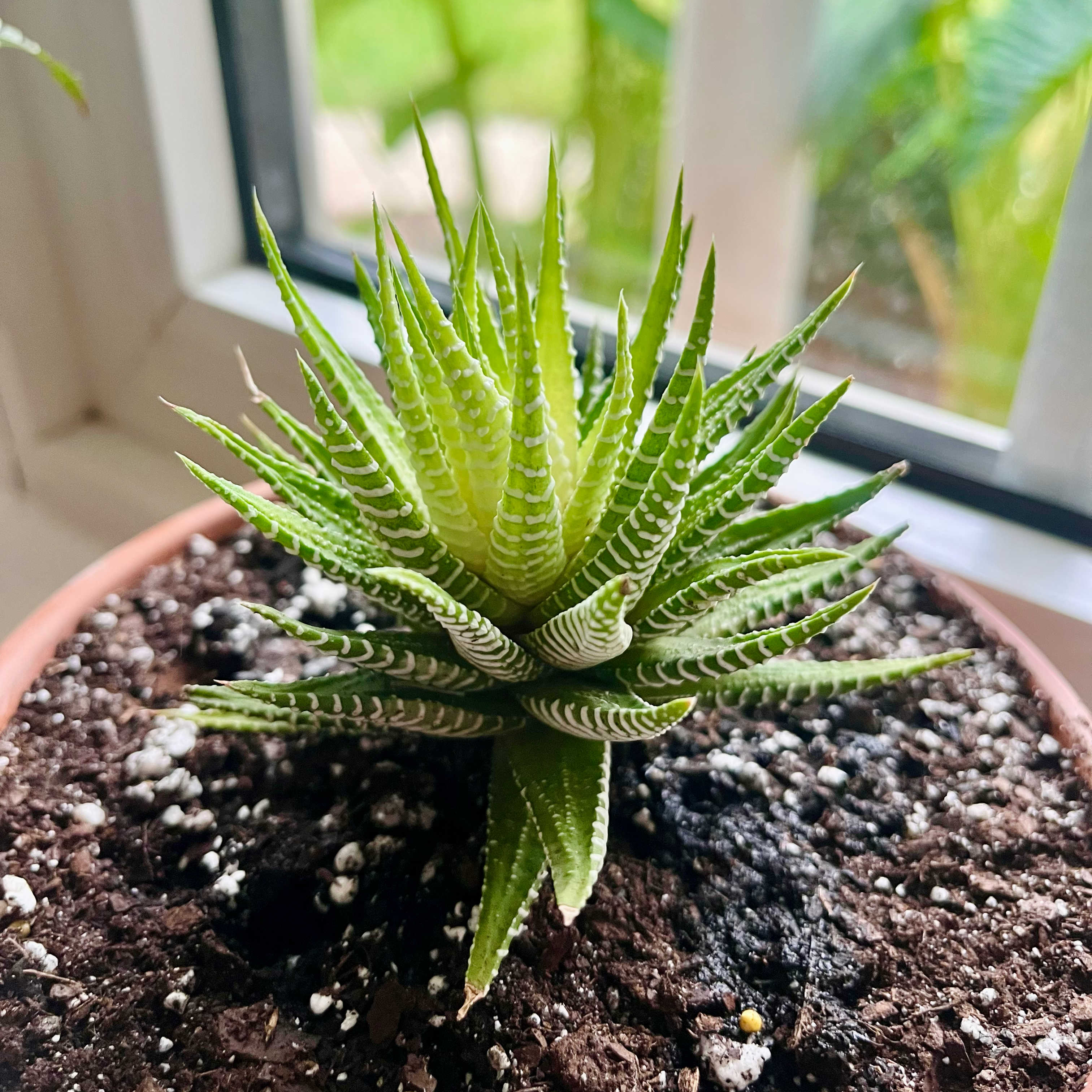 Photo of the plant species Variegated Zebra Plant by @TidyTigerpear named Lucky🍀 on Greg, the plant care app